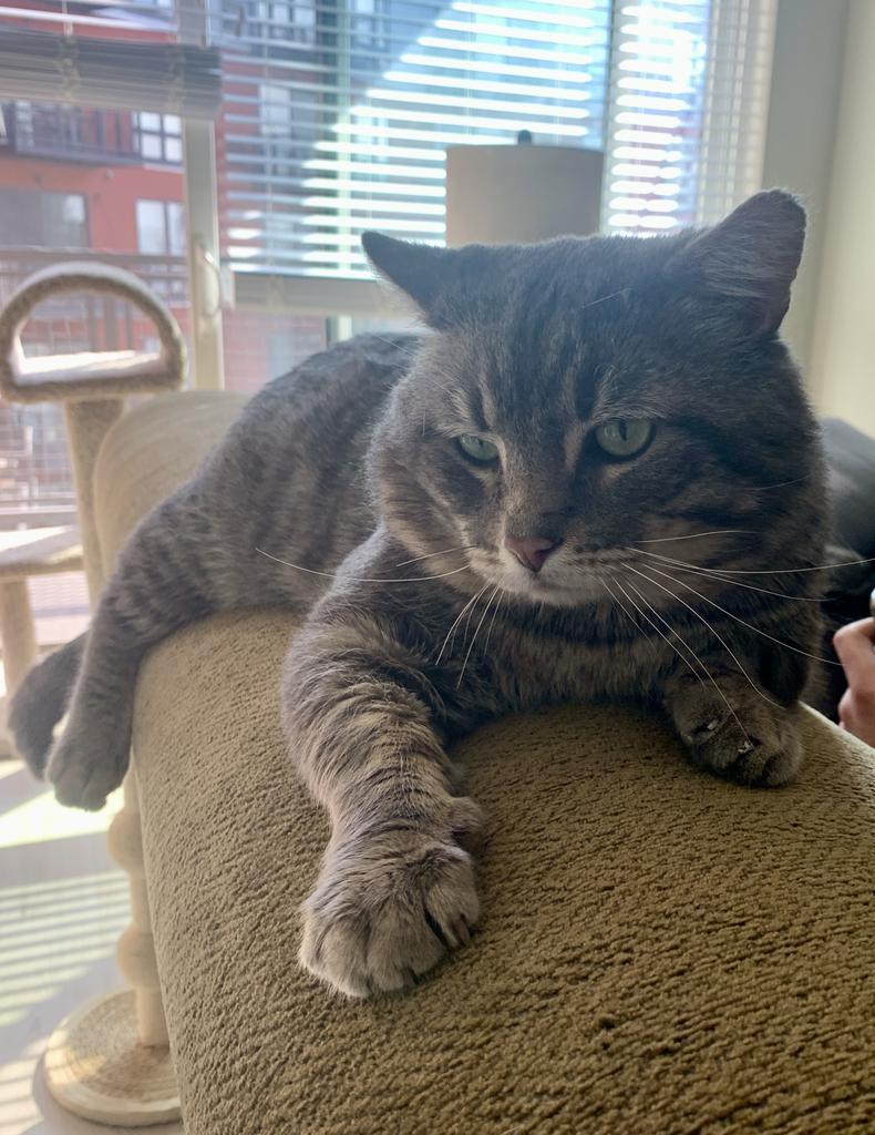 Argyle, Adoptable, Adult Male Domestic Short Hair.