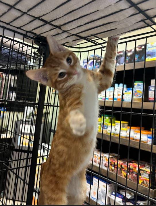 Scribble, Adopted, Young Male Domestic Short Hair.