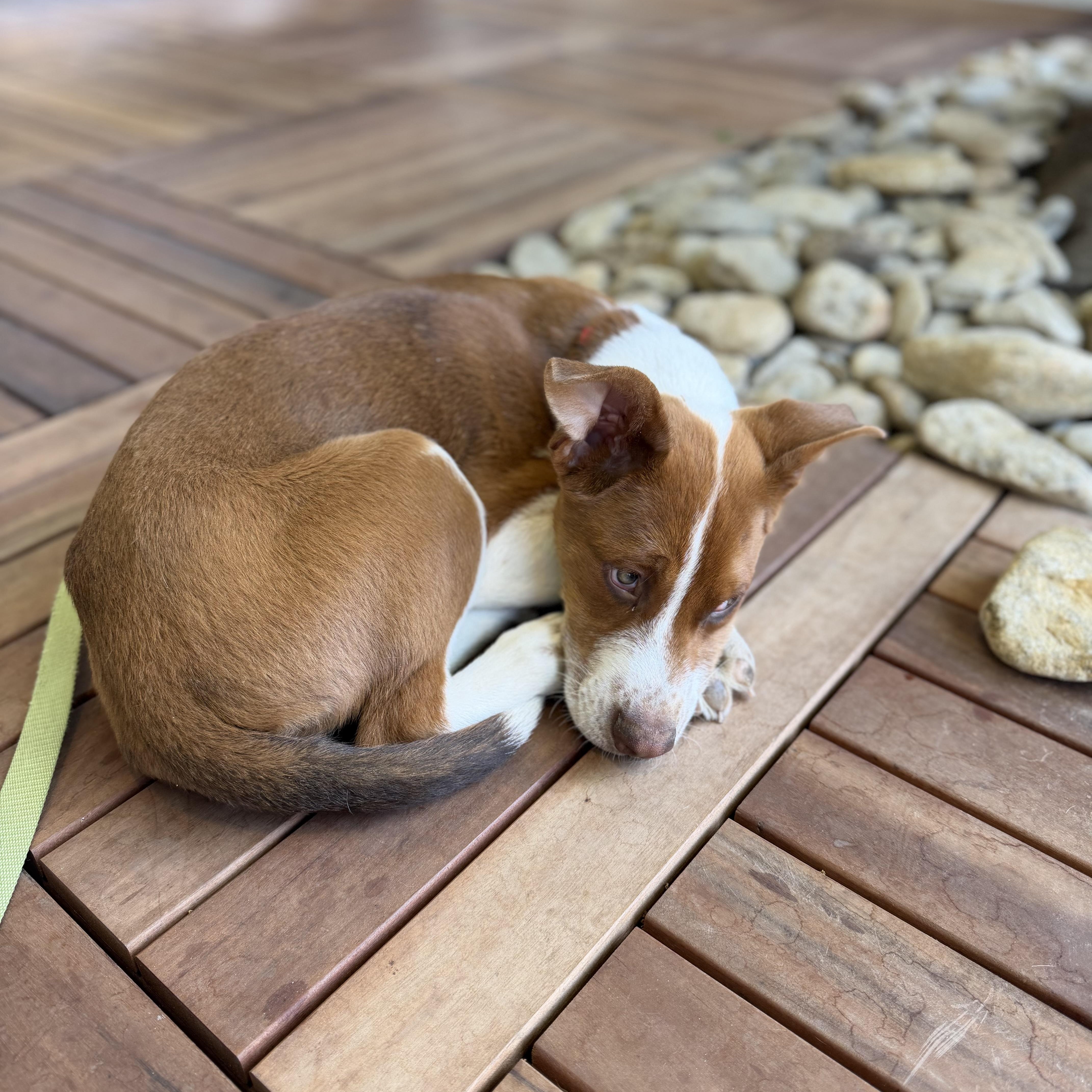 Enlarge Peanut, a Adoptable Mixed Breed in Charlotte, NC image 6/6