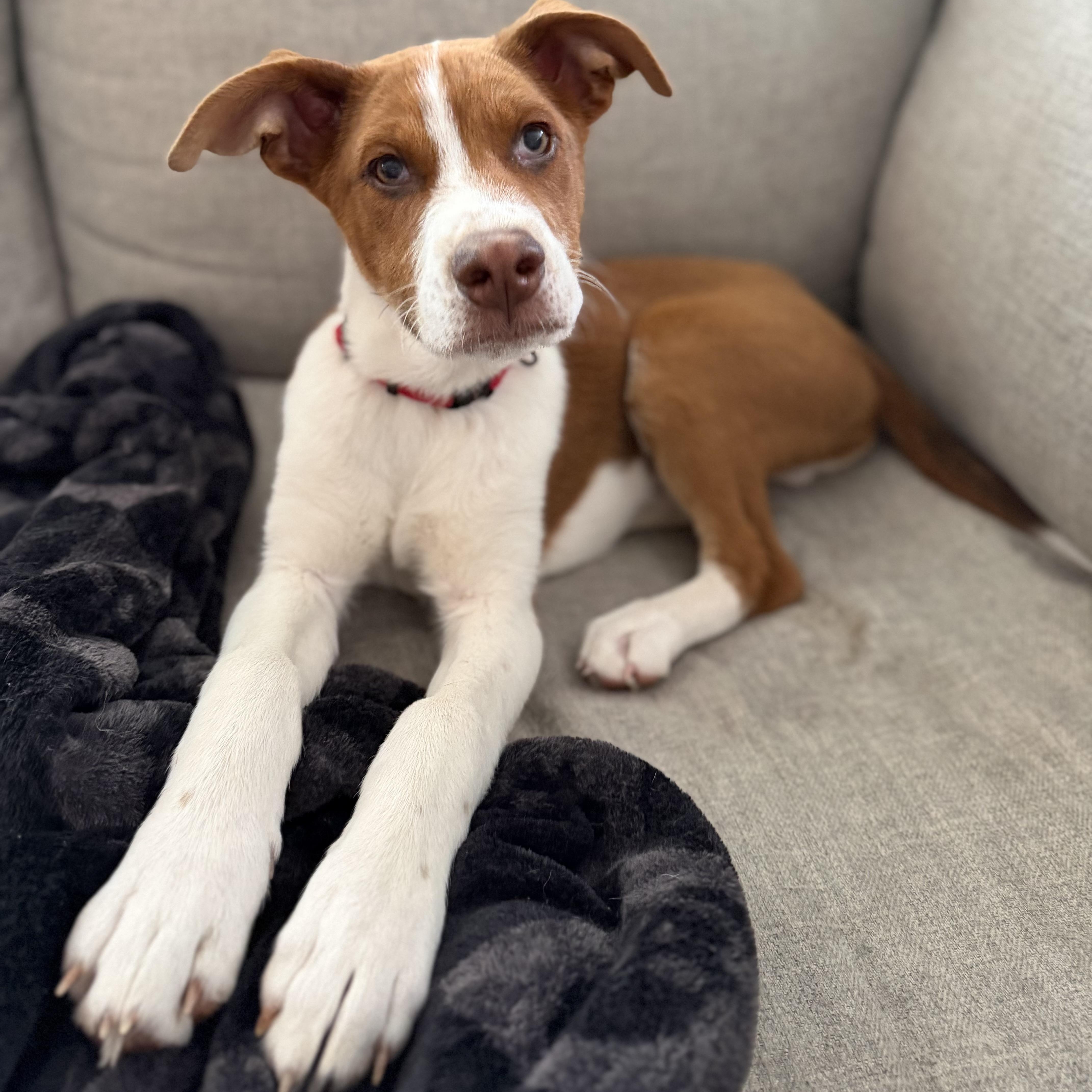 Peanut, Adoptable, Puppy Male Mixed Breed.