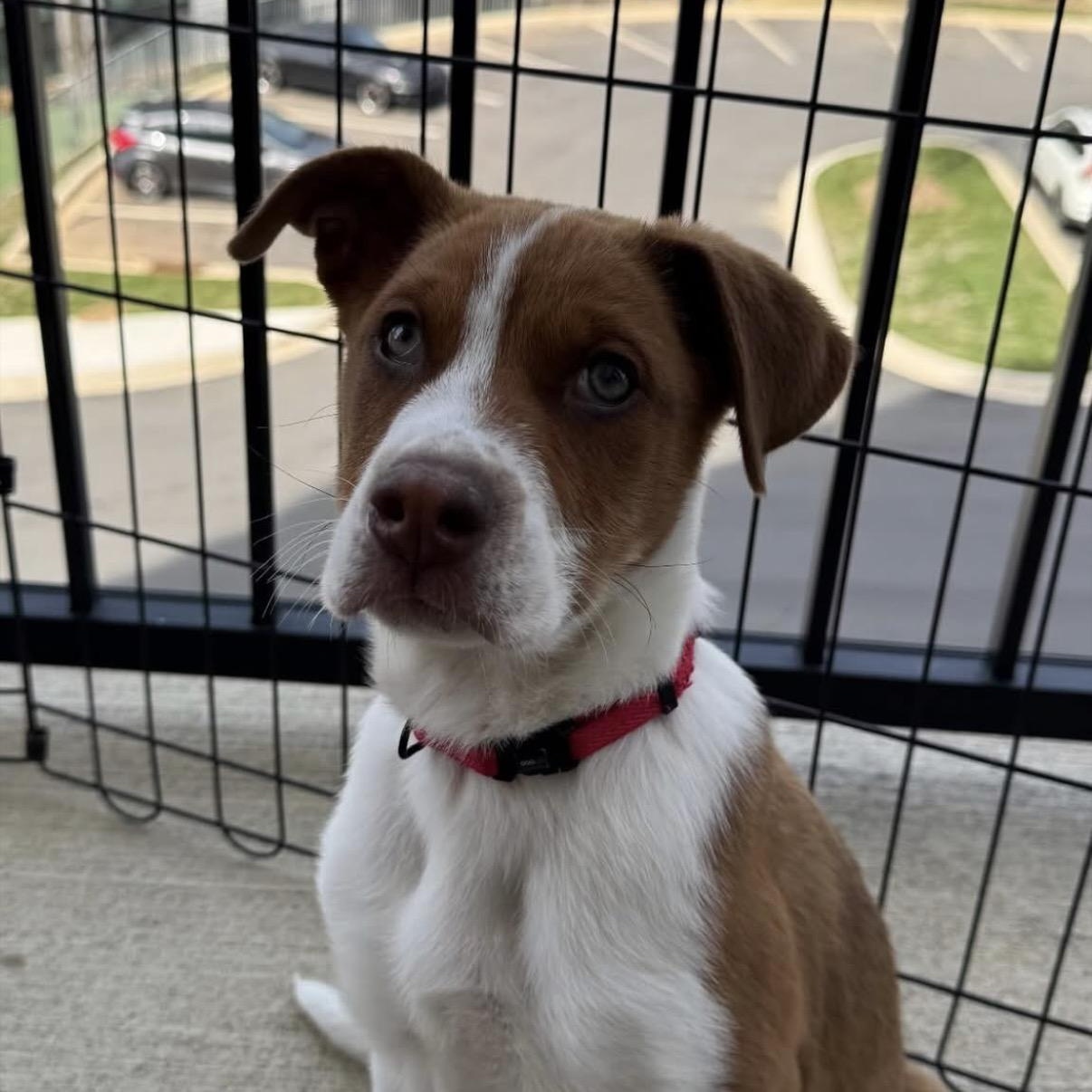 Enlarge Peanut, a Adoptable Mixed Breed in Charlotte, NC image 3/6