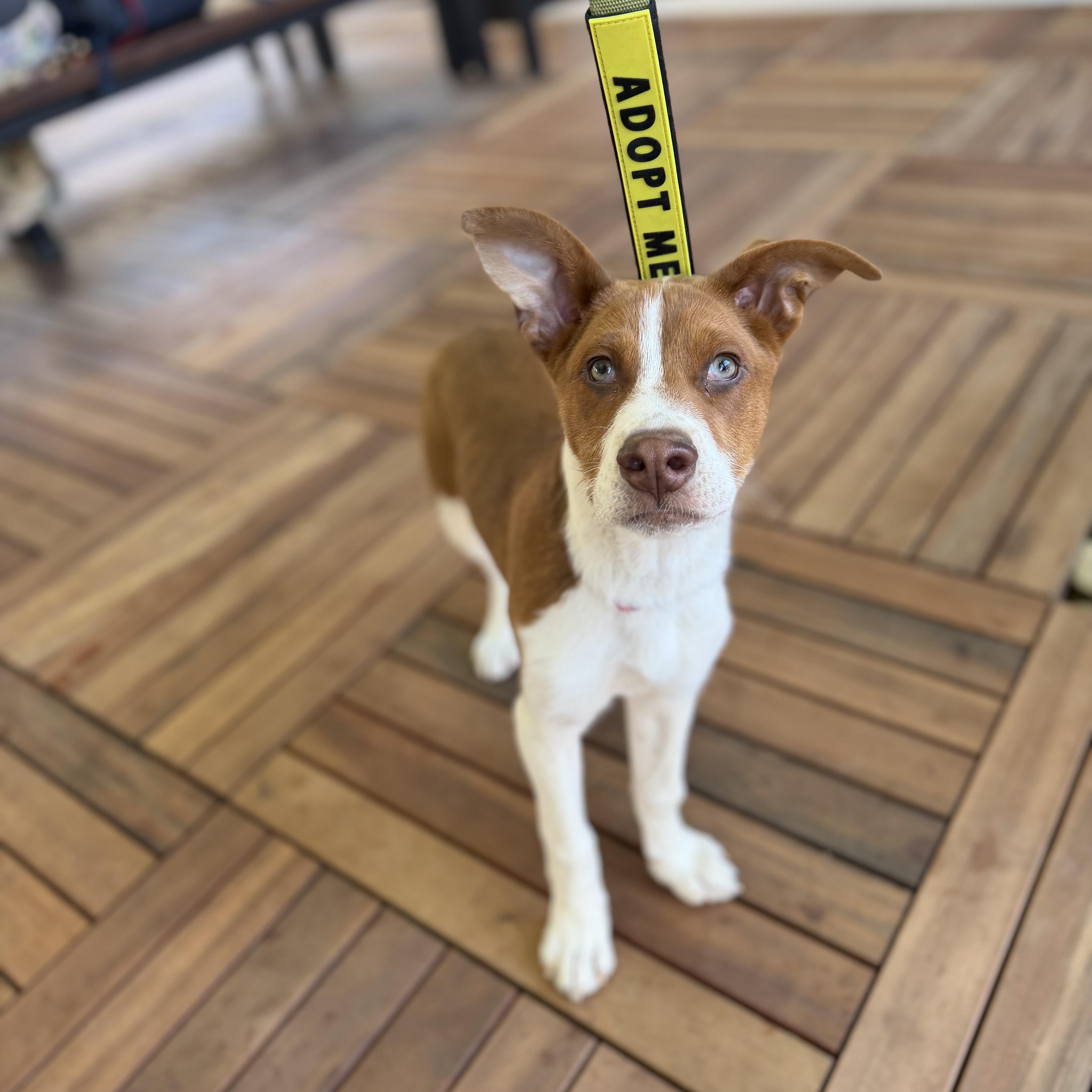 Enlarge Peanut, a Adoptable Mixed Breed in Charlotte, NC image 2/6