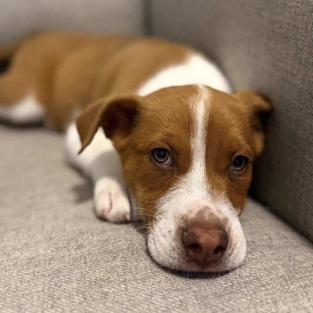 Enlarge Peanut, a Adoptable Mixed Breed in Charlotte, NC image 5/6