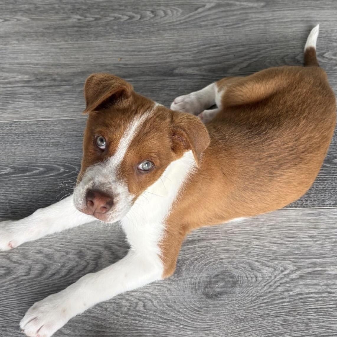 Enlarge Peanut, a Adoptable Mixed Breed in Charlotte, NC image 4/6