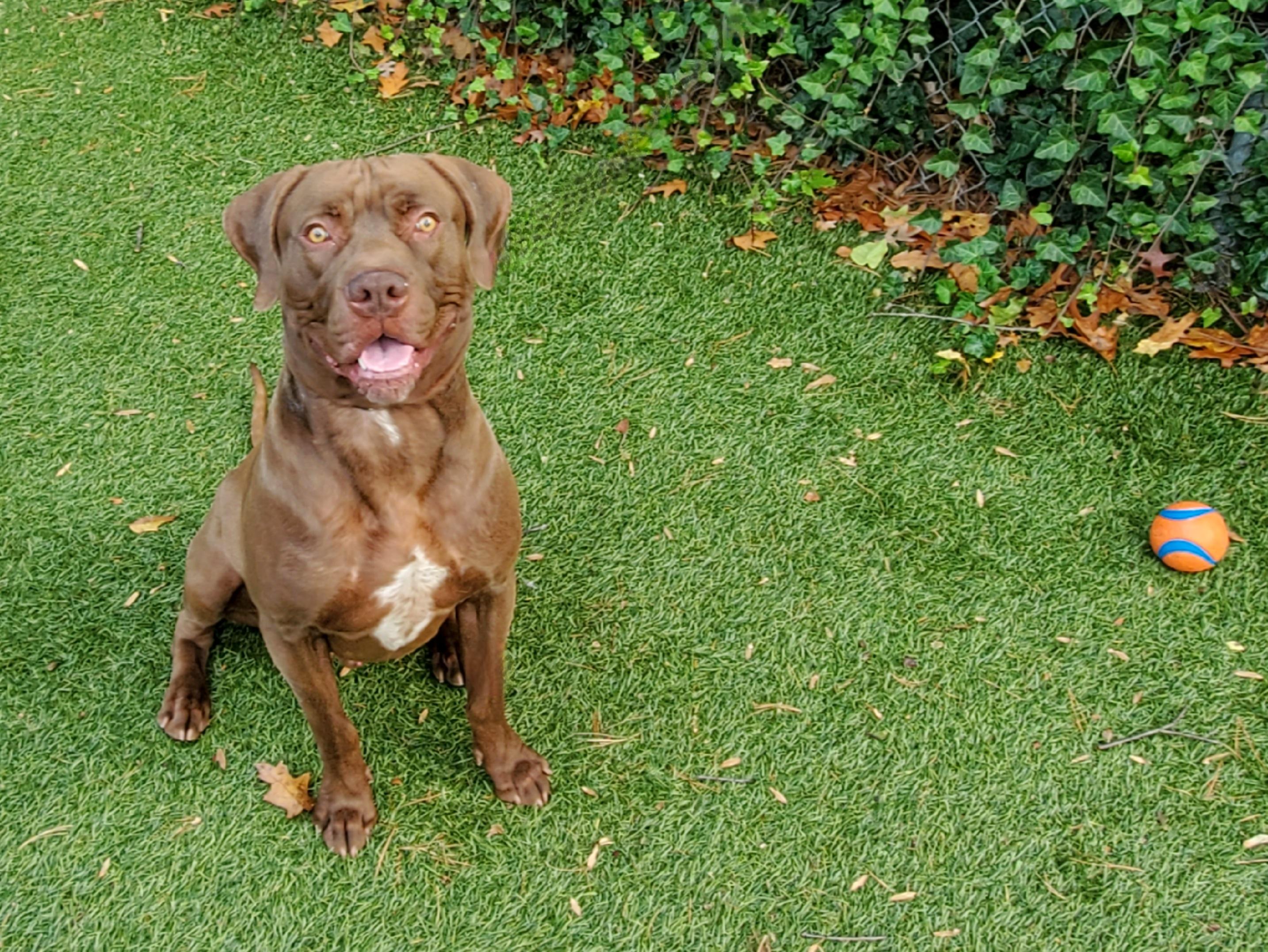 Enlarge Blaze, a Adoptable mixed breed in Port Washington, NY image 1/4