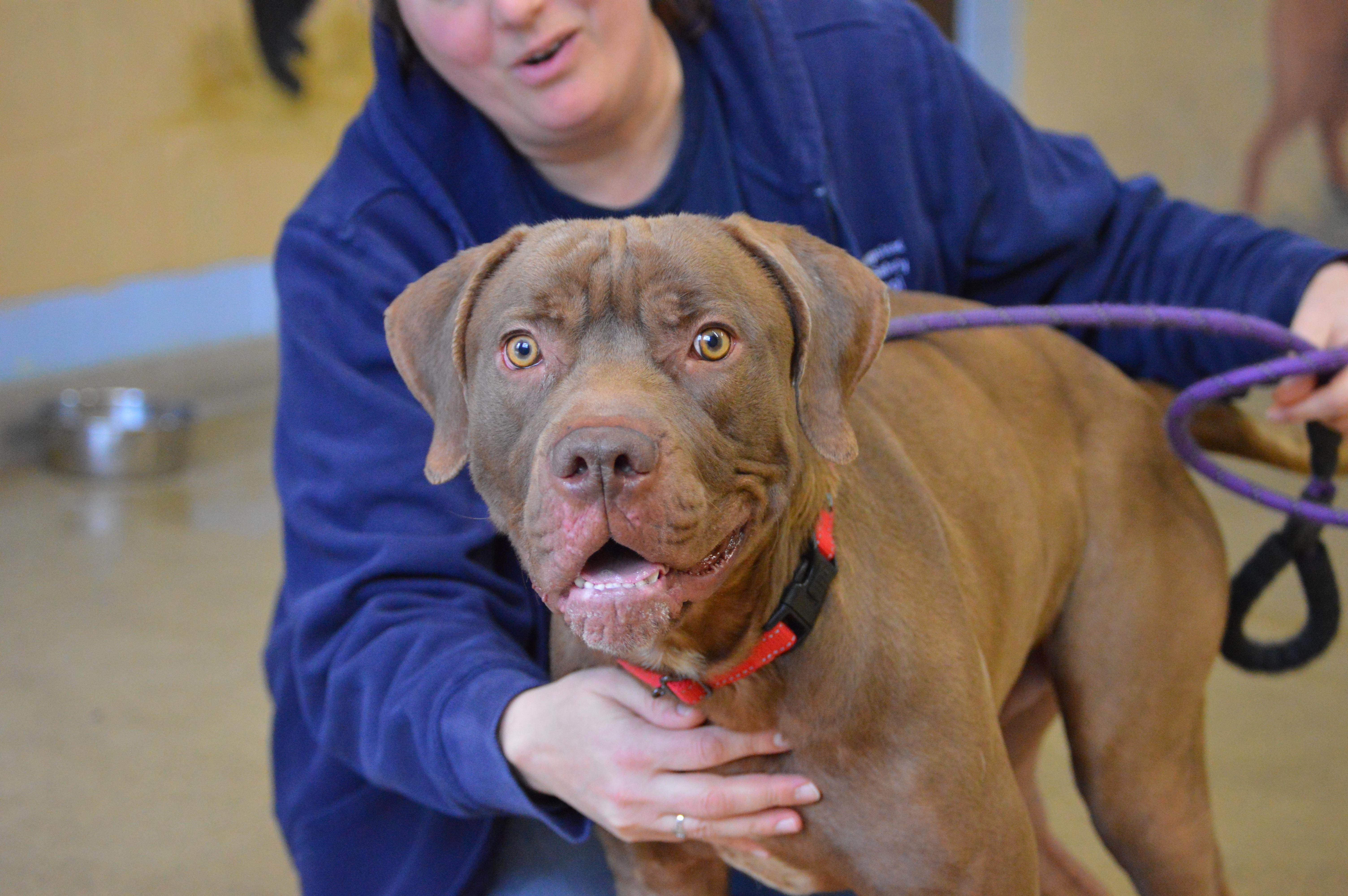 Enlarge Blaze, a Adoptable mixed breed in Port Washington, NY image 6/6