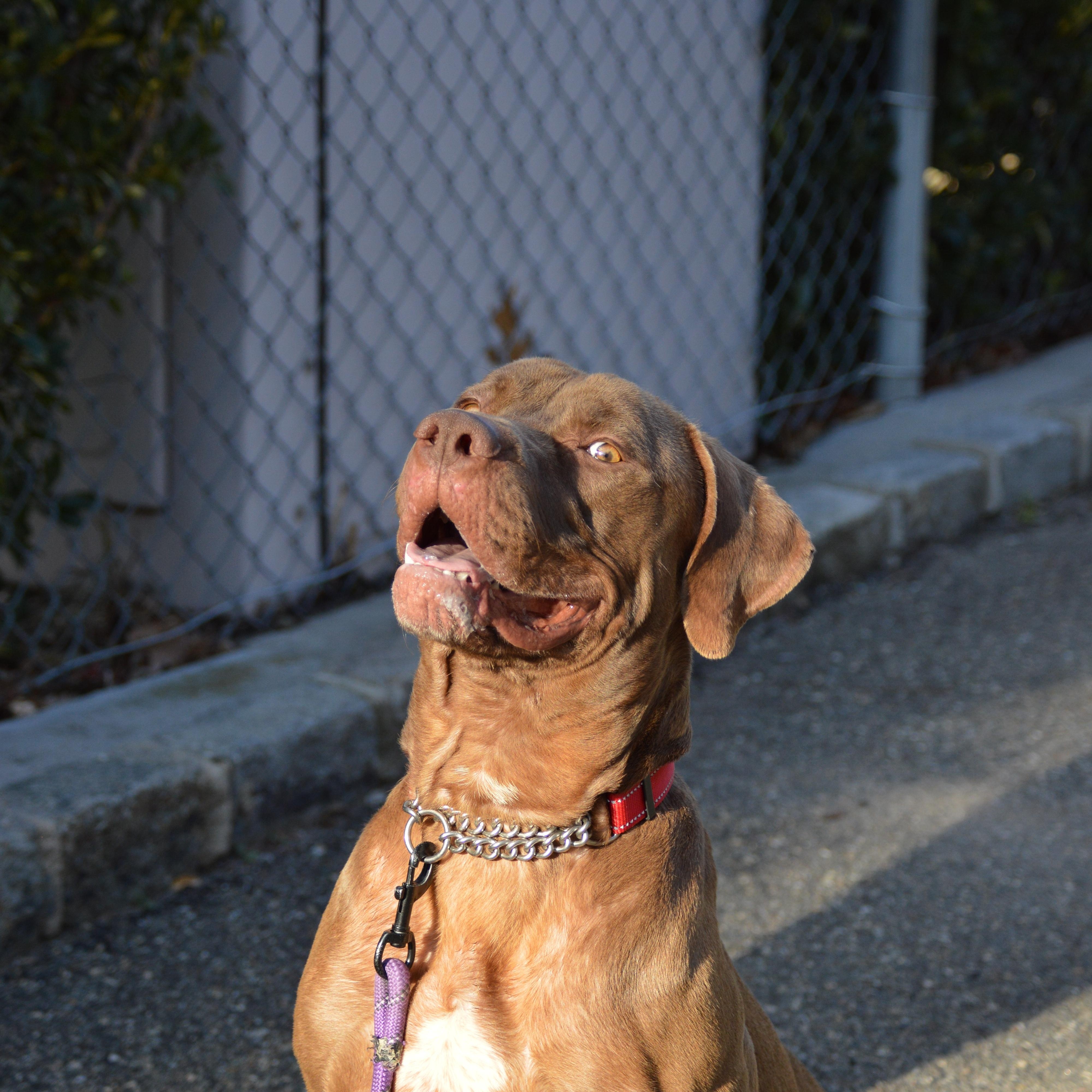 Enlarge Blaze, a Adoptable mixed breed in Port Washington, NY image 2/6