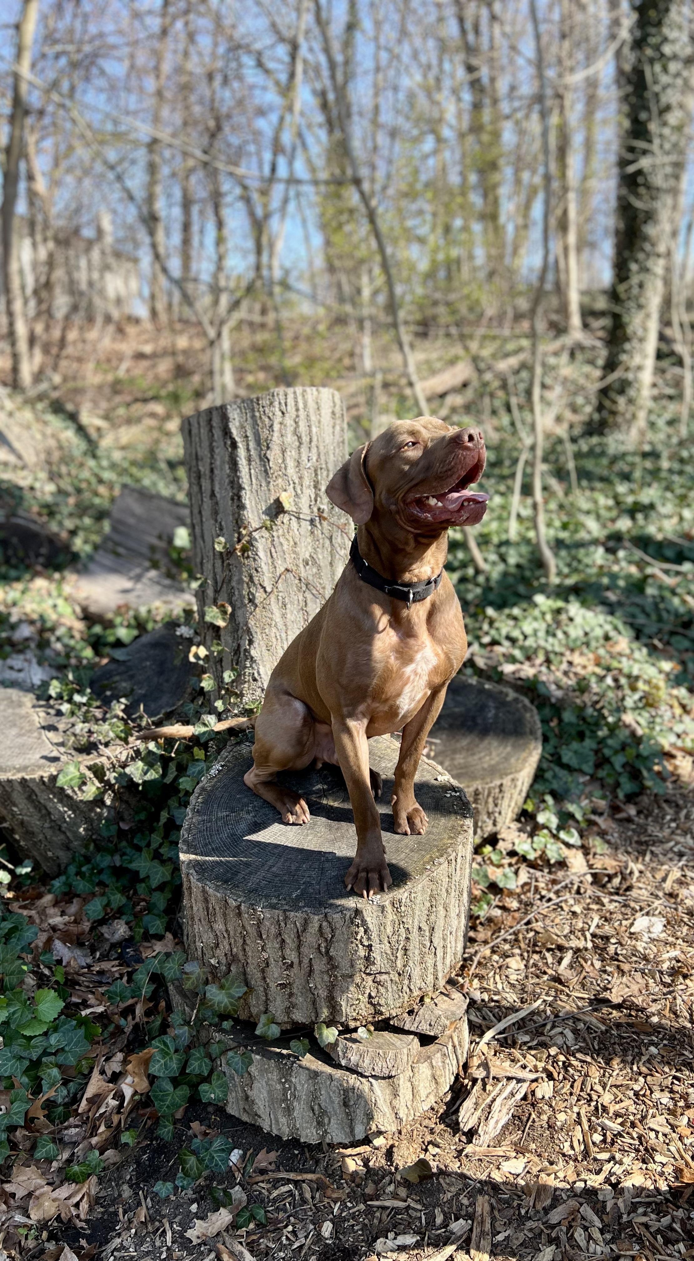 Enlarge Blaze, a Adoptable mixed breed in Port Washington, NY image 5/5