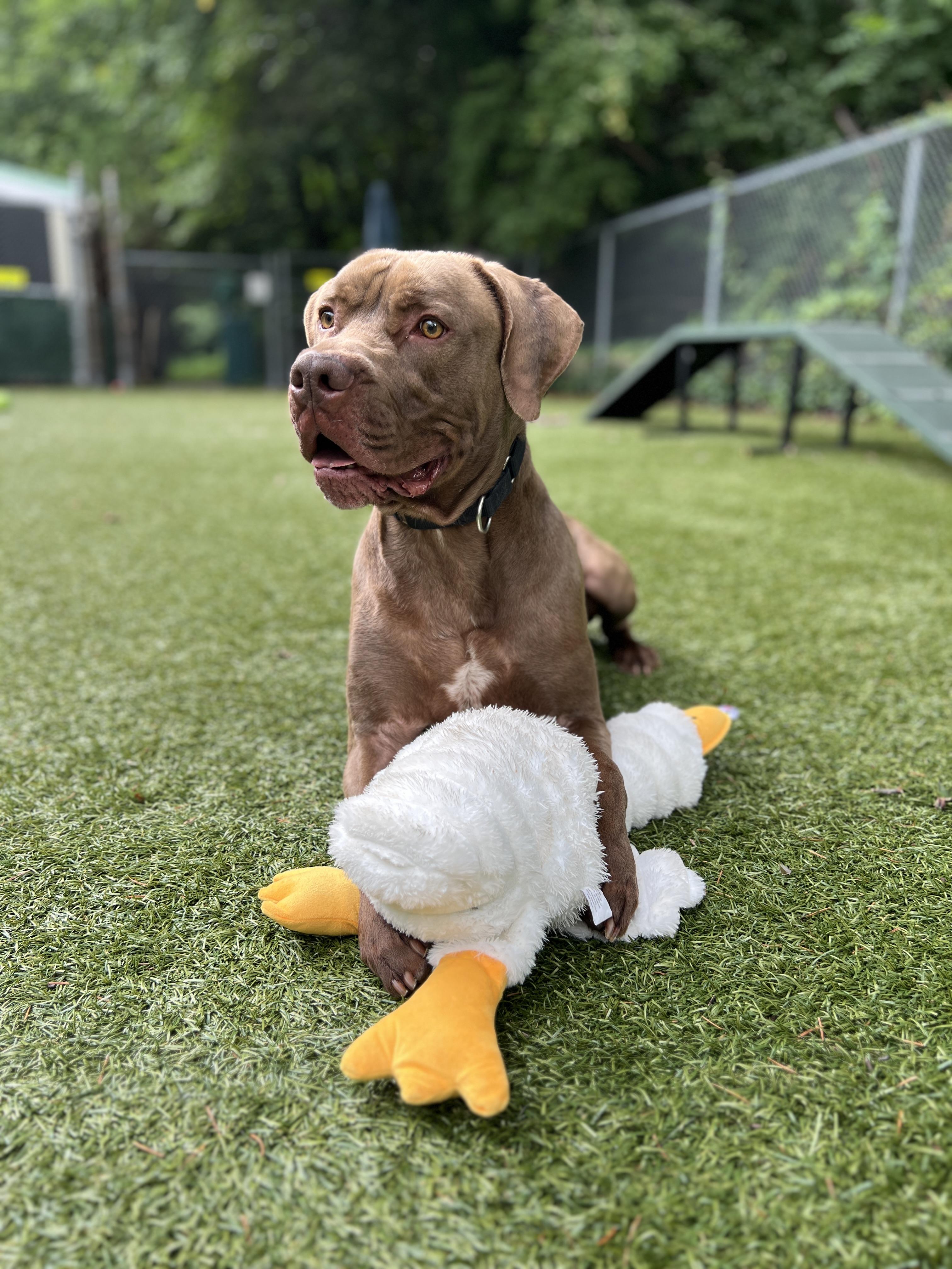 Blaze, Adoptable, Young Male American Bulldog & Weimaraner.