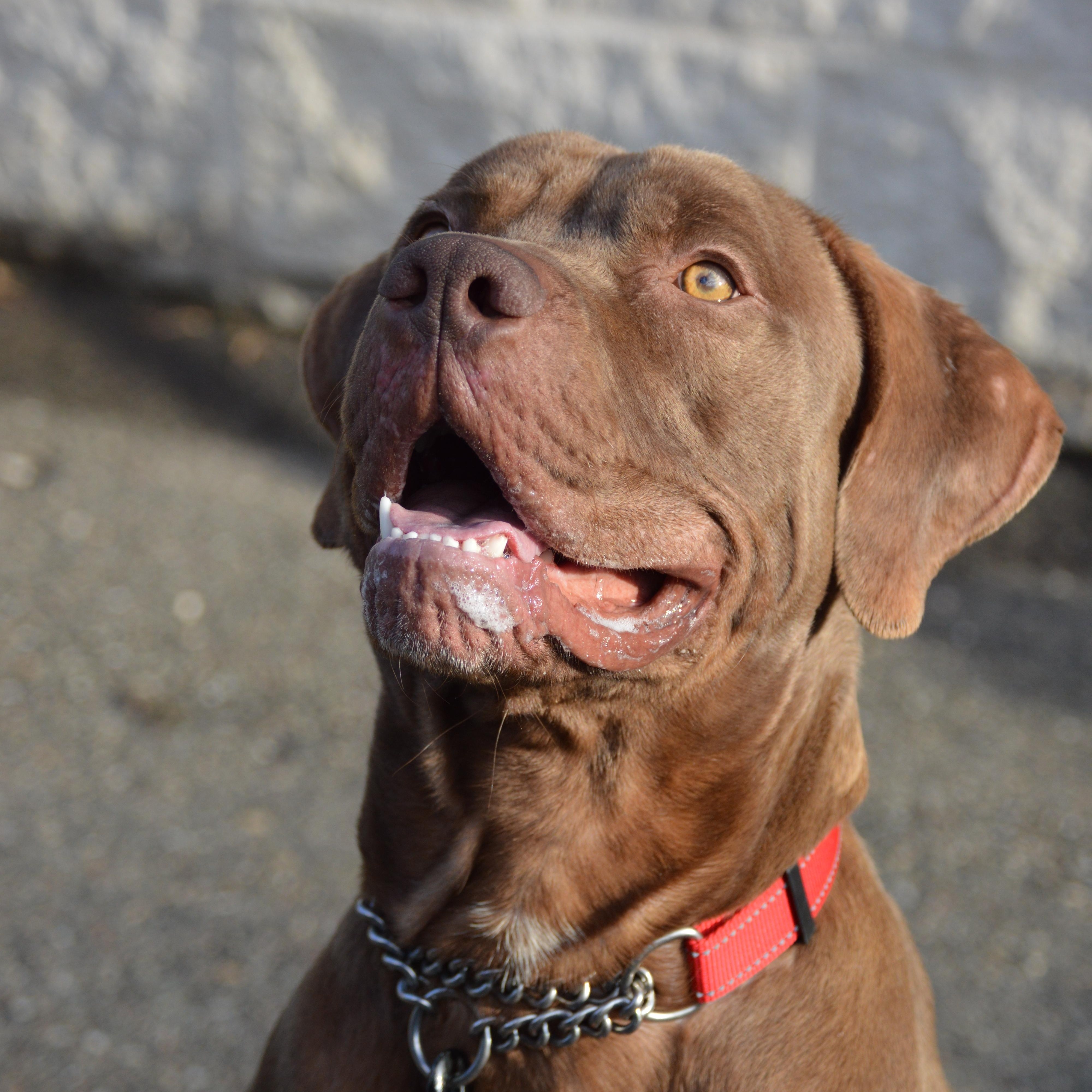 Enlarge Blaze, a Adoptable mixed breed in Port Washington, NY image 1/6