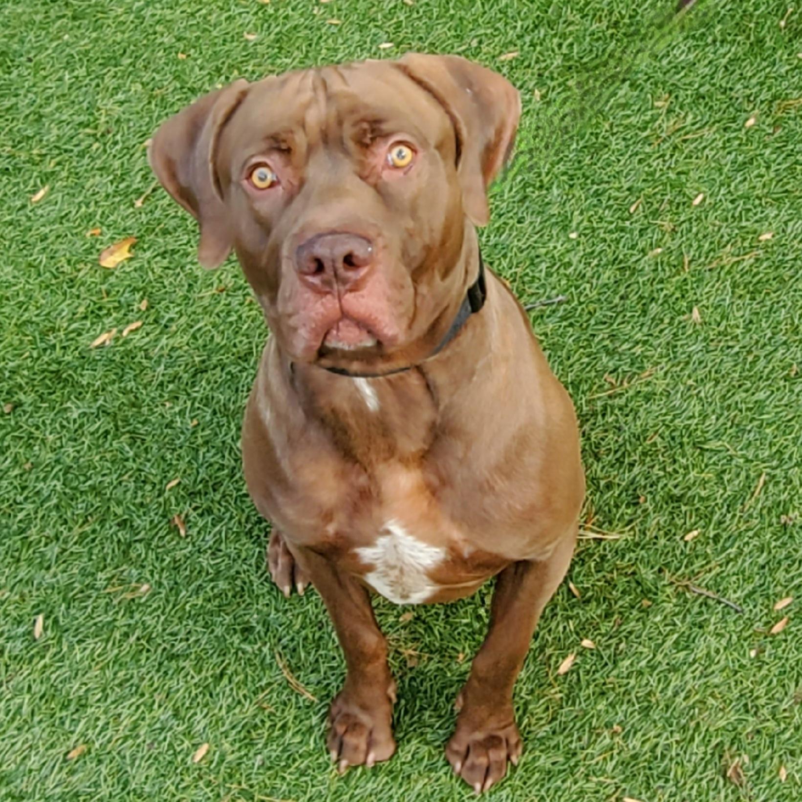 Enlarge Blaze, a Adoptable mixed breed in Port Washington, NY image 2/4