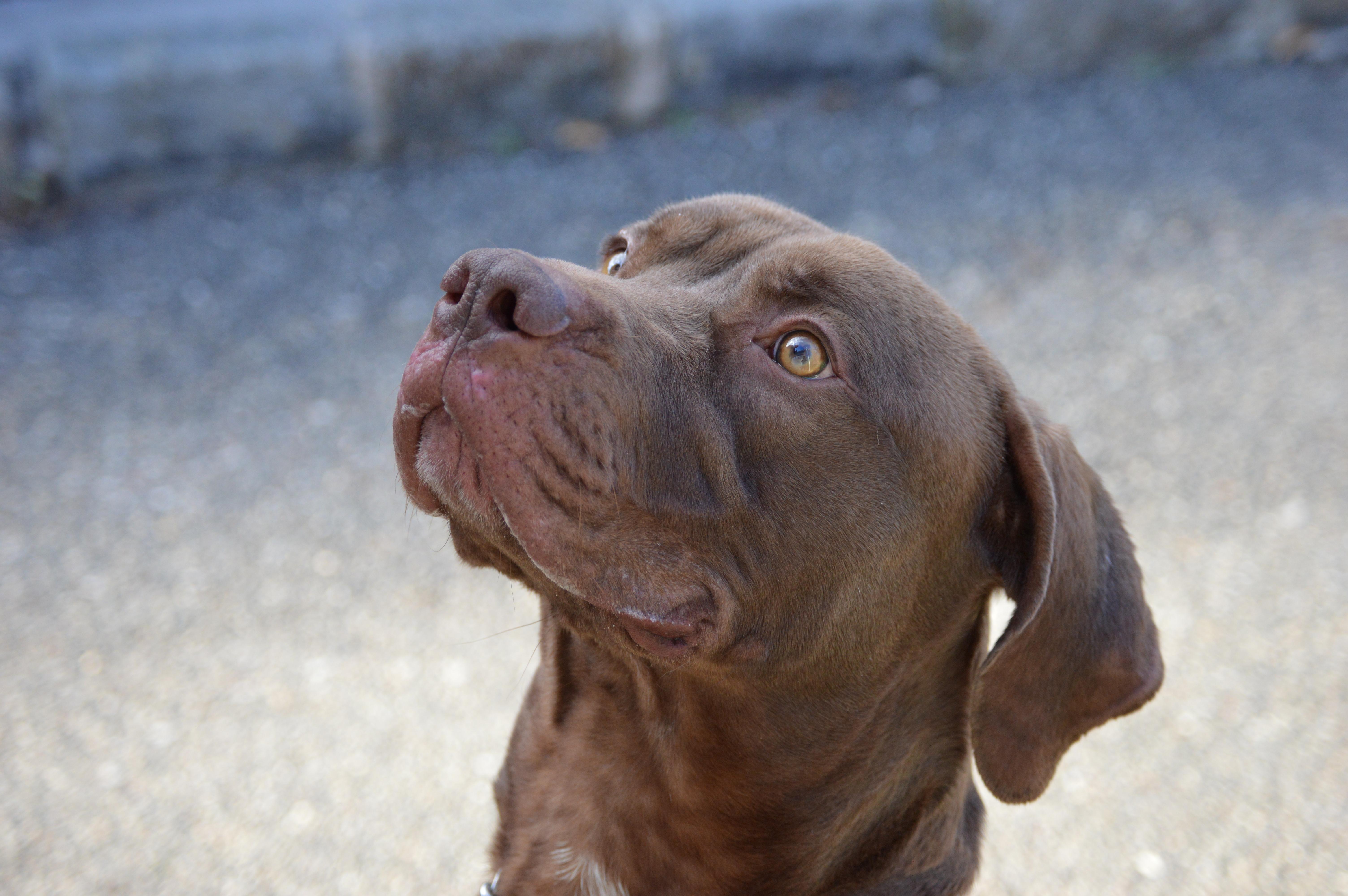 Enlarge Blaze, a Adoptable mixed breed in Port Washington, NY image 4/6