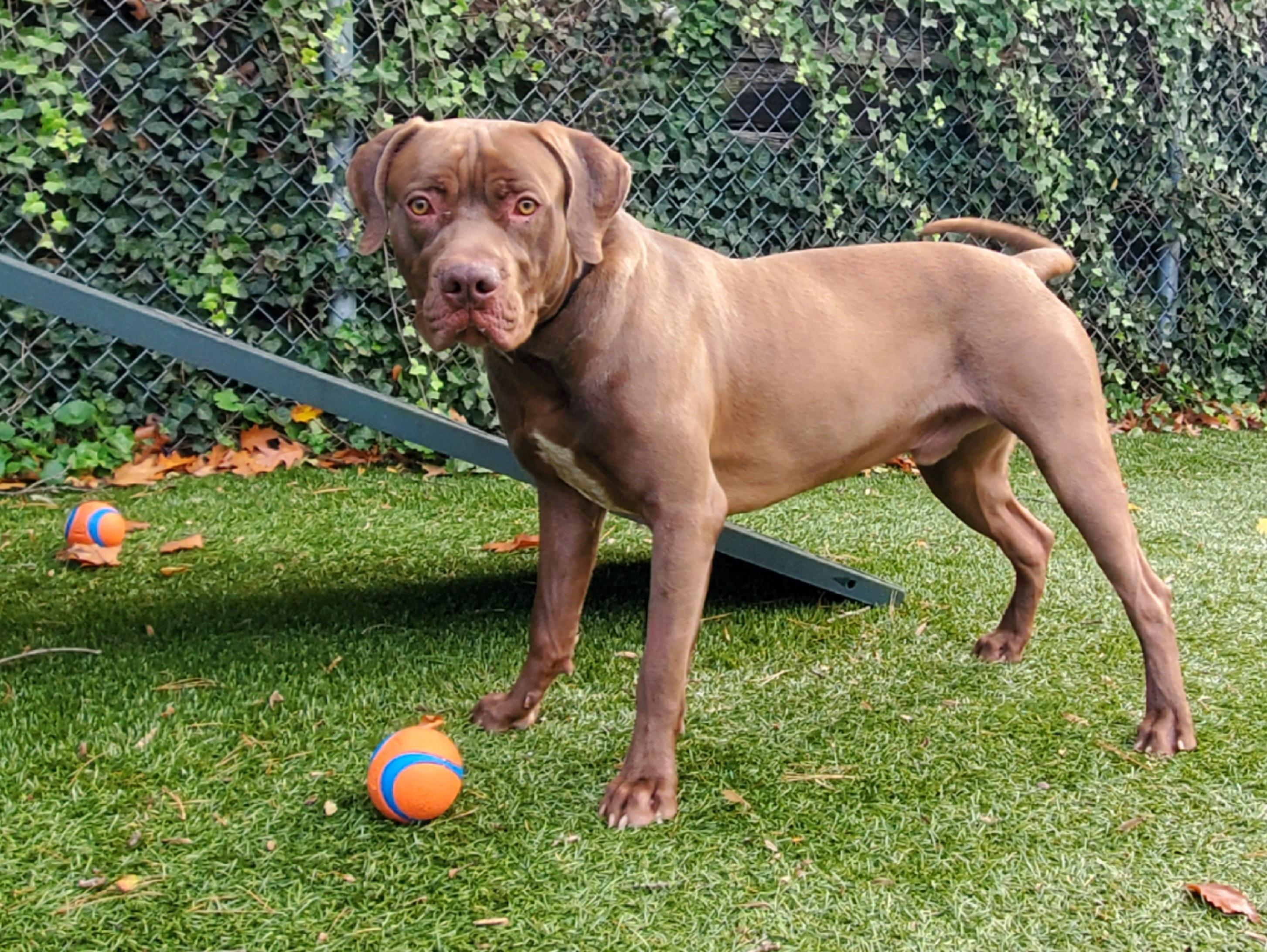 Enlarge Blaze, a Adoptable mixed breed in Port Washington, NY image 3/4