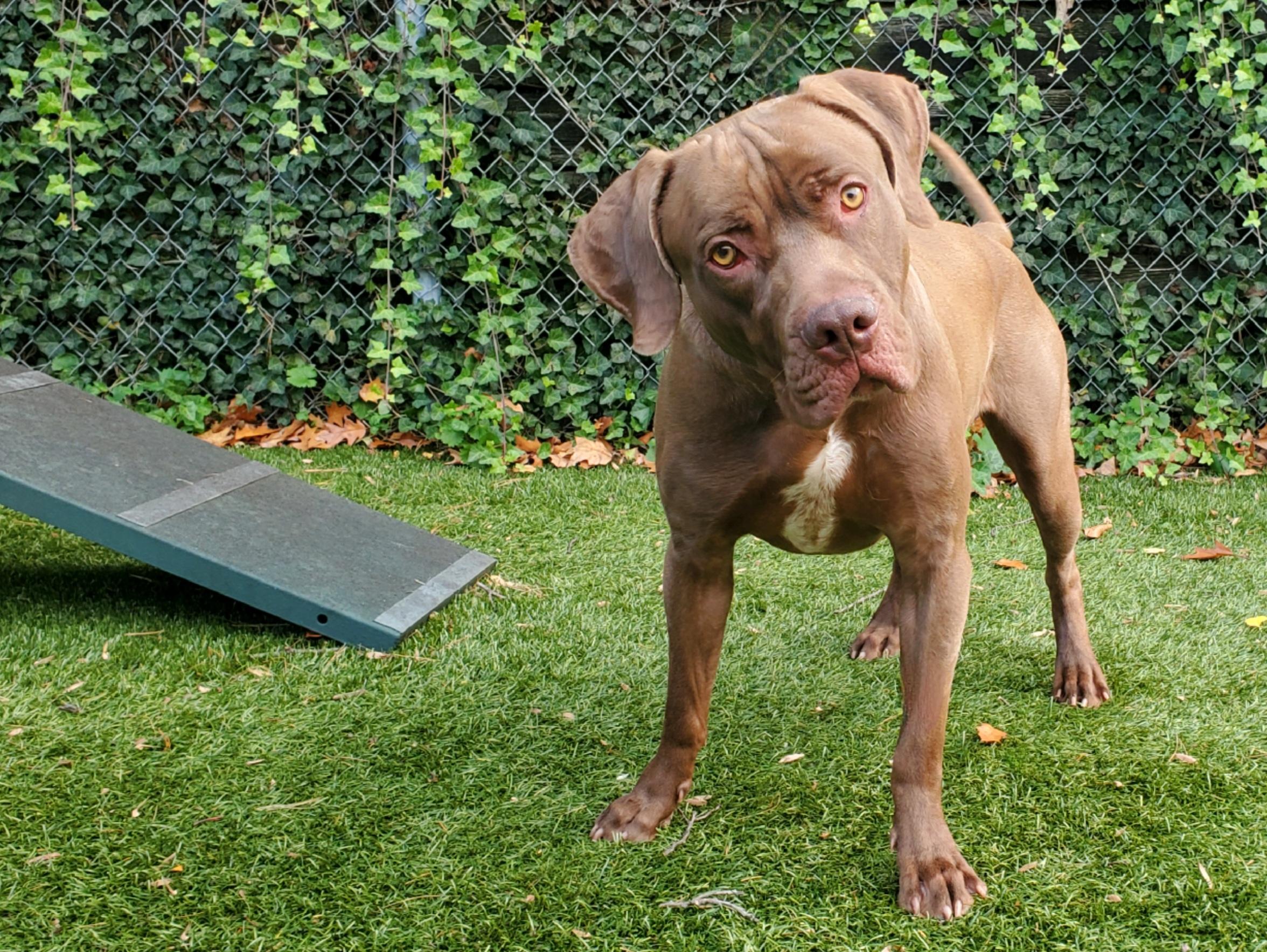 Enlarge Blaze, a Adoptable mixed breed in Port Washington, NY image 4/4