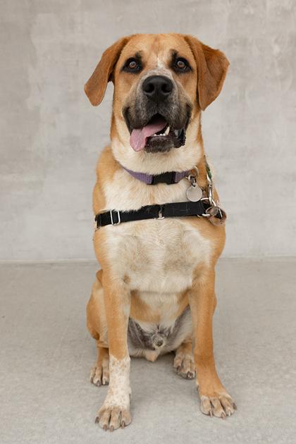 Buddy, Adoptable, Young Male Mixed Breed & Mixed Breed.