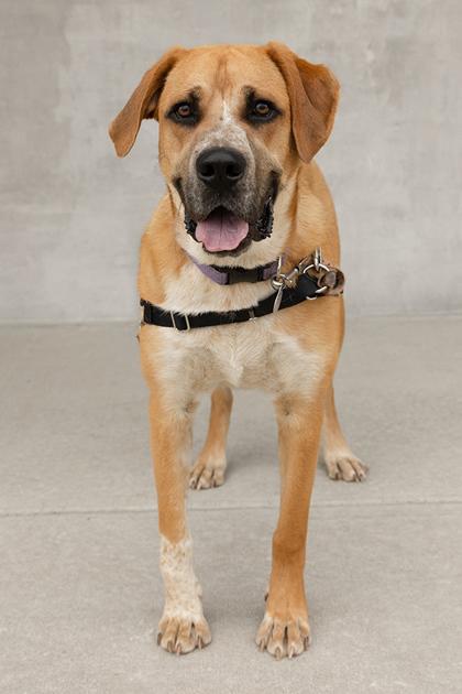 Enlarge Buddy, a Adoptable Mixed Breed in Longmont, CO image 2/3