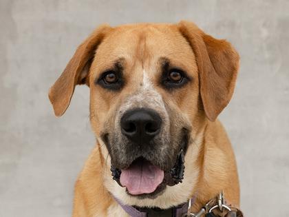 Enlarge Buddy, a Adoptable Mixed Breed in Longmont, CO image 3/3