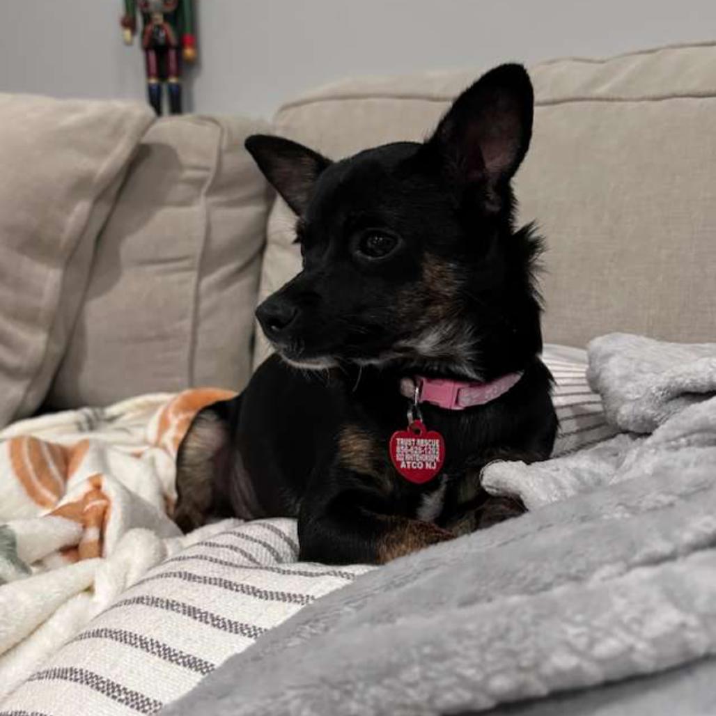 Enlarge PORSCHE, a Adoptable Terrier in Atco, NJ image 1/5