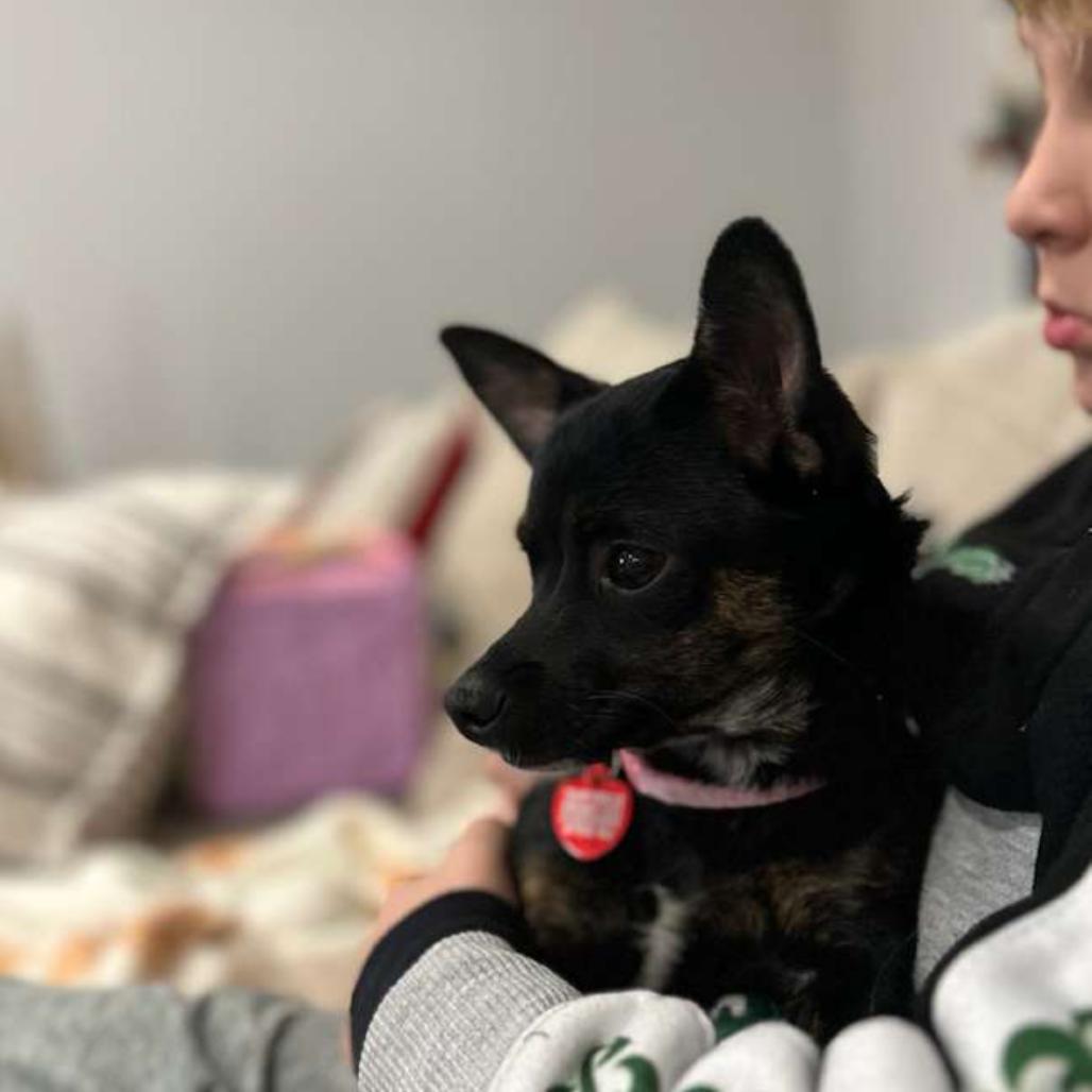 Enlarge PORSCHE, a Adoptable Terrier in Atco, NJ image 3/5