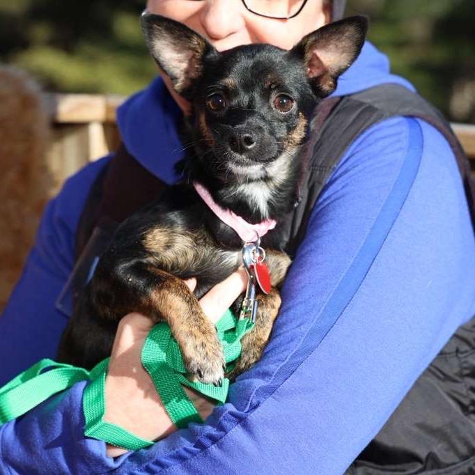 Enlarge PORSCHE, a Adoptable Terrier in Atco, NJ image 4/5