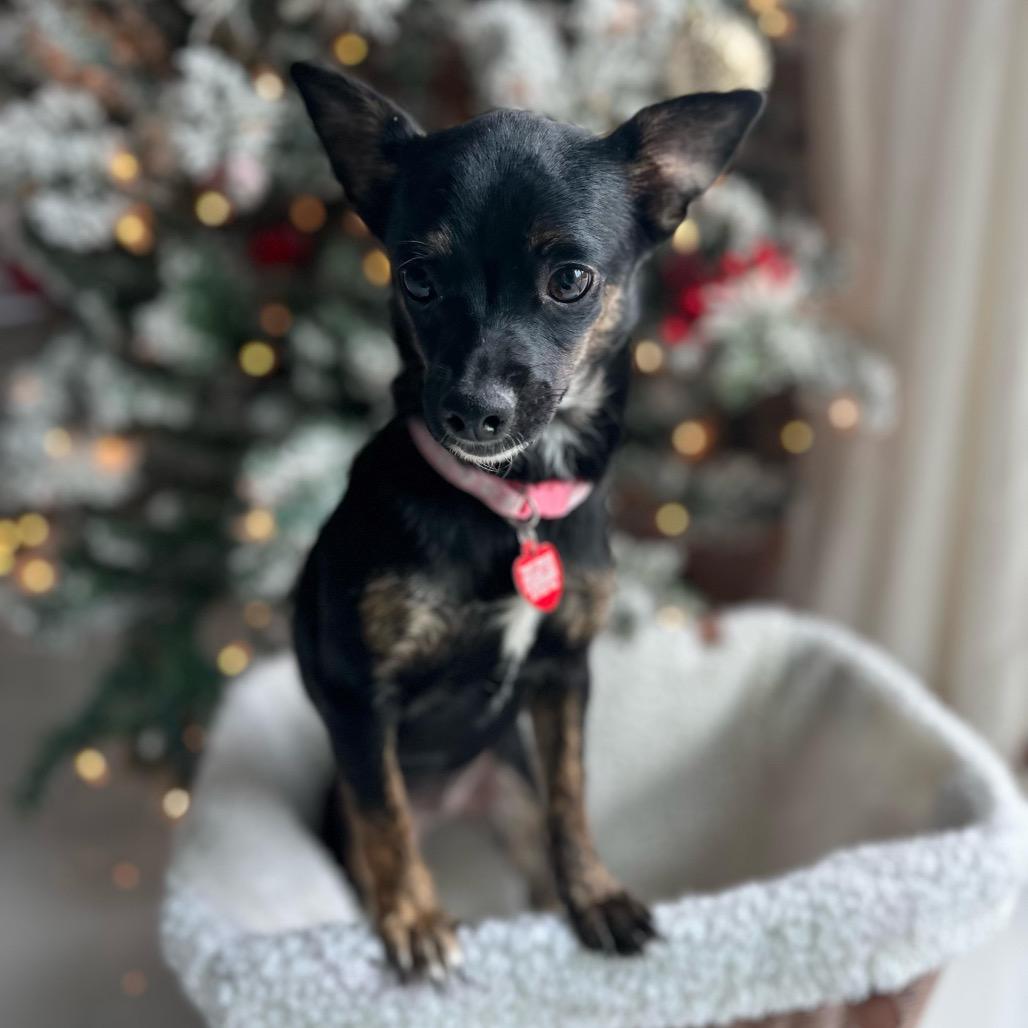 Enlarge PORSCHE, a Adoptable Terrier in Atco, NJ image 5/5