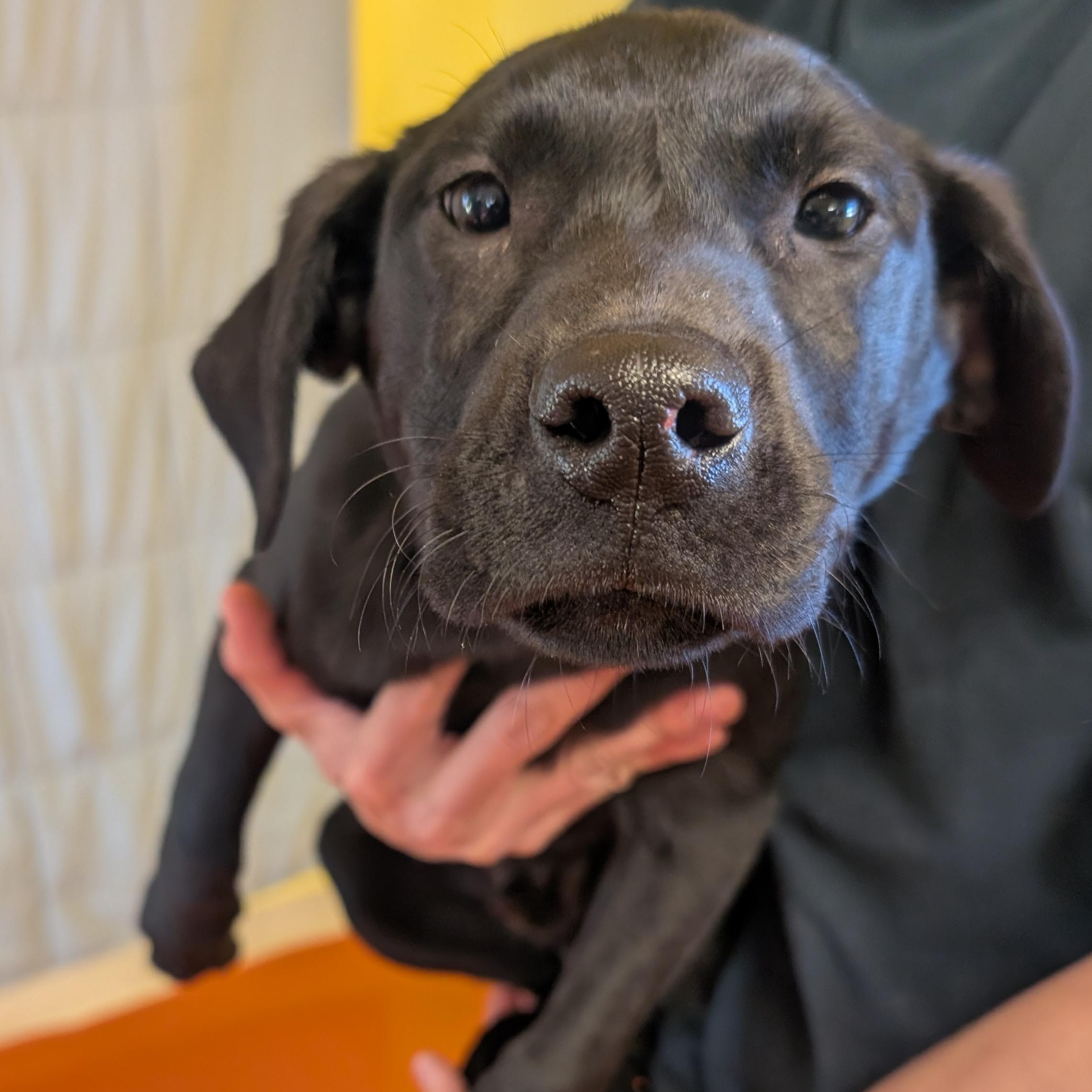 Enlarge Flurry, an adopted mixed breed in Ridgway, CO image 1/1