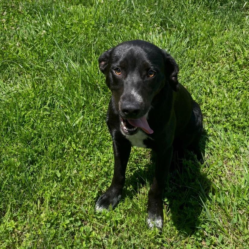 Enlarge Courage, a ADOPTABLE mixed breed in Maysville, KY image 1/1