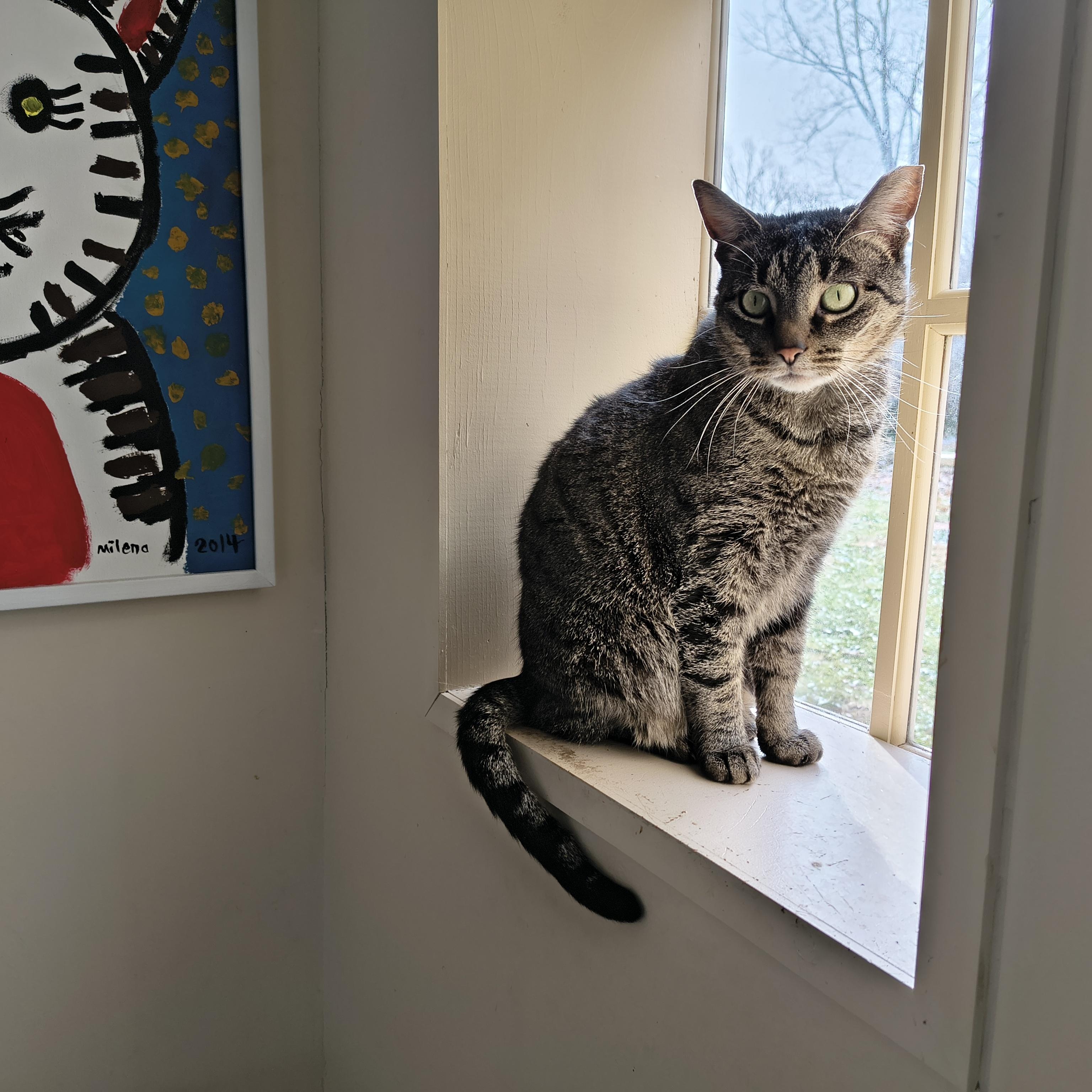 Enlarge Bebe, a ADOPTABLE Domestic Short Hair in Cincinnati, OH image 2/5