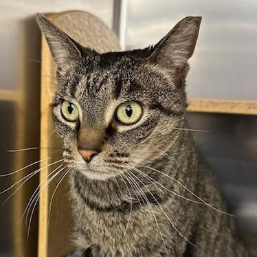 Enlarge Bebe, a ADOPTABLE Domestic Short Hair in Cincinnati, OH image 1/5