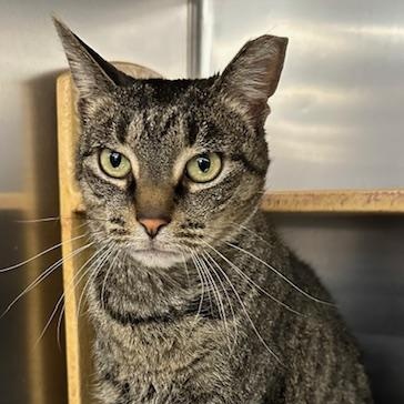 Enlarge Bebe, a ADOPTABLE Domestic Short Hair in Cincinnati, OH image 4/5