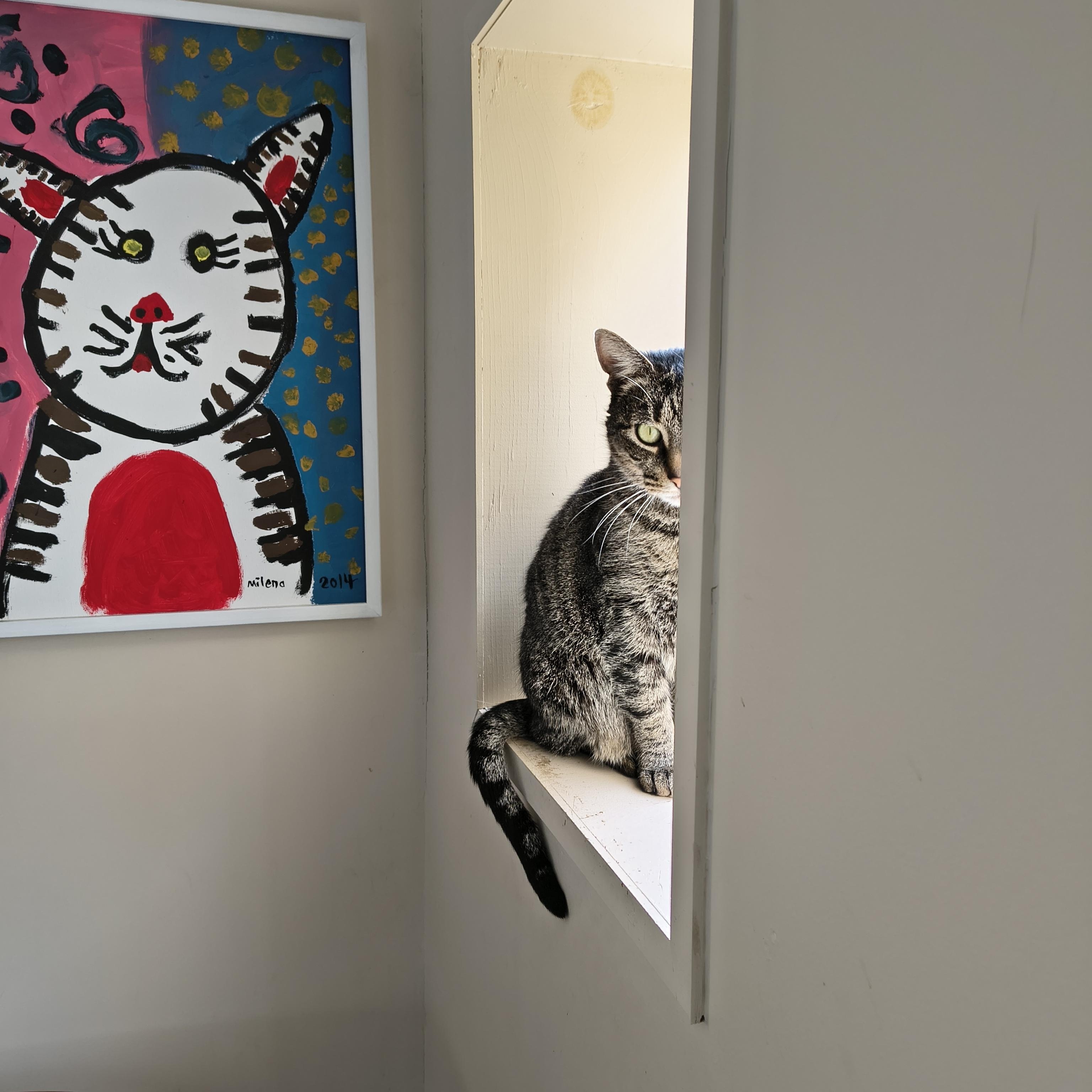 Enlarge Bebe, a ADOPTABLE Domestic Short Hair in Cincinnati, OH image 3/5