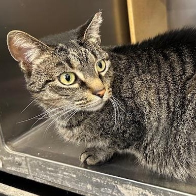 Enlarge Bebe, a ADOPTABLE Domestic Short Hair in Cincinnati, OH image 5/5