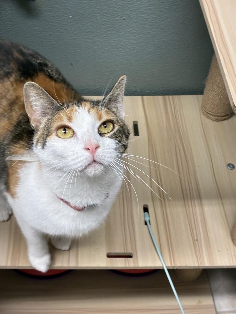 Enlarge Beautiful Blossom, a Adoptable Calico in Randolph, MA image 1/1