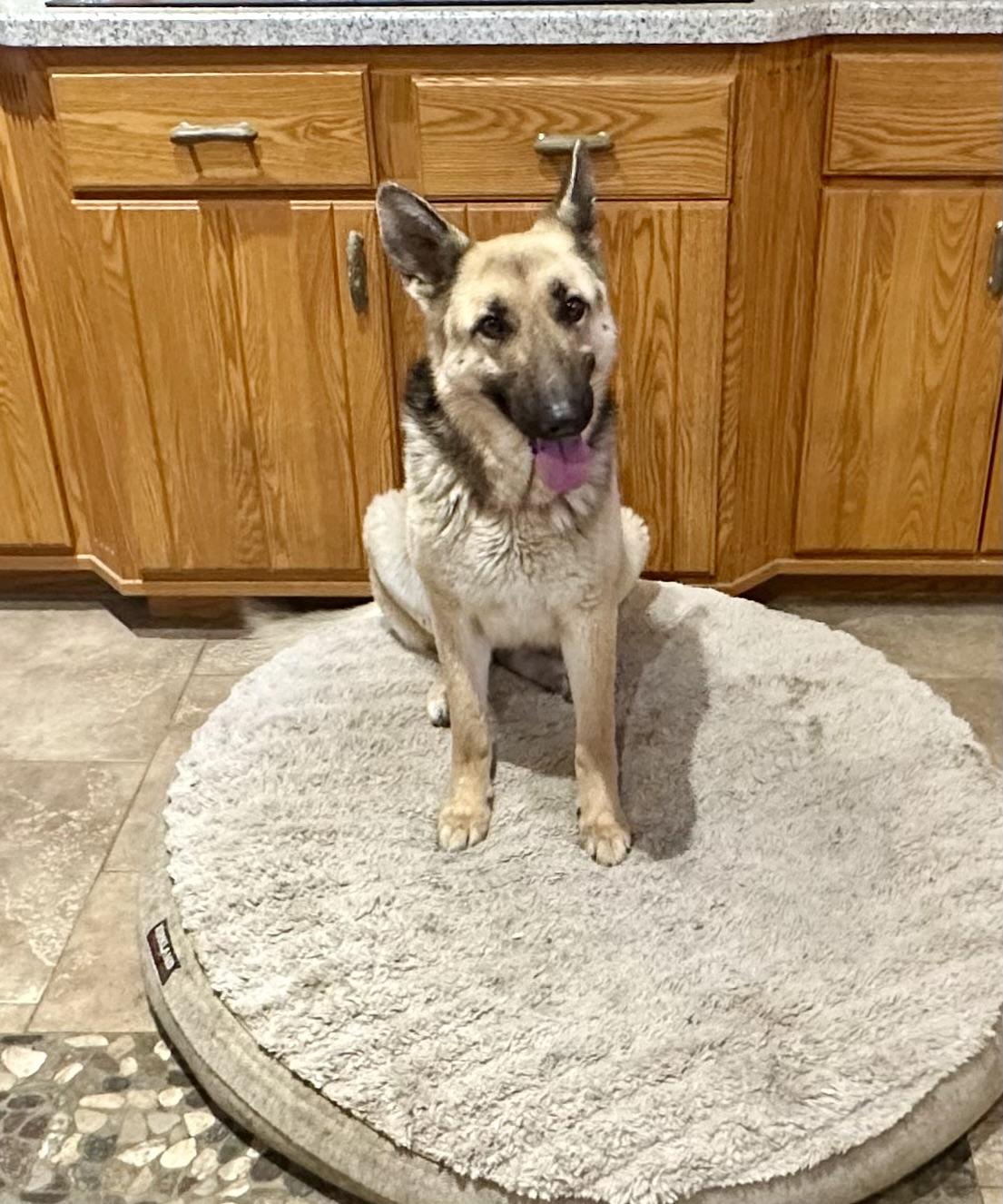 EASY PEASY GIRL!!!, ADOPTABLE, Young Female German Shepherd Dog.