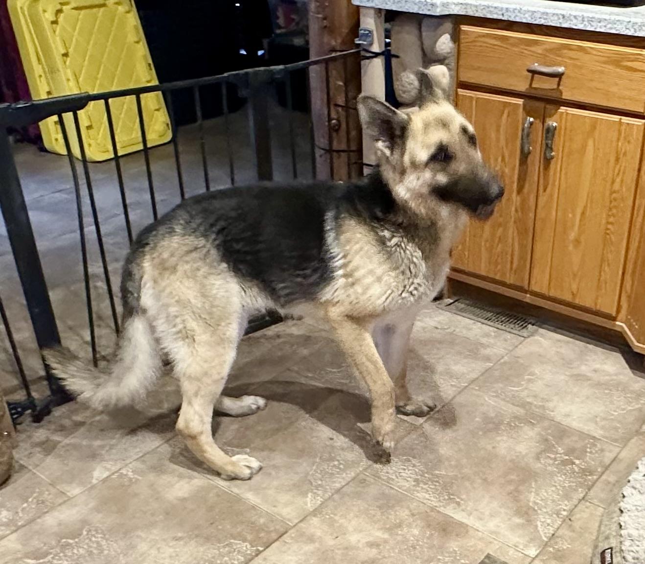 EASY PEASY GIRL!!!, a ADOPTABLE German Shepherd Dog in Northwood, OH image 3/3