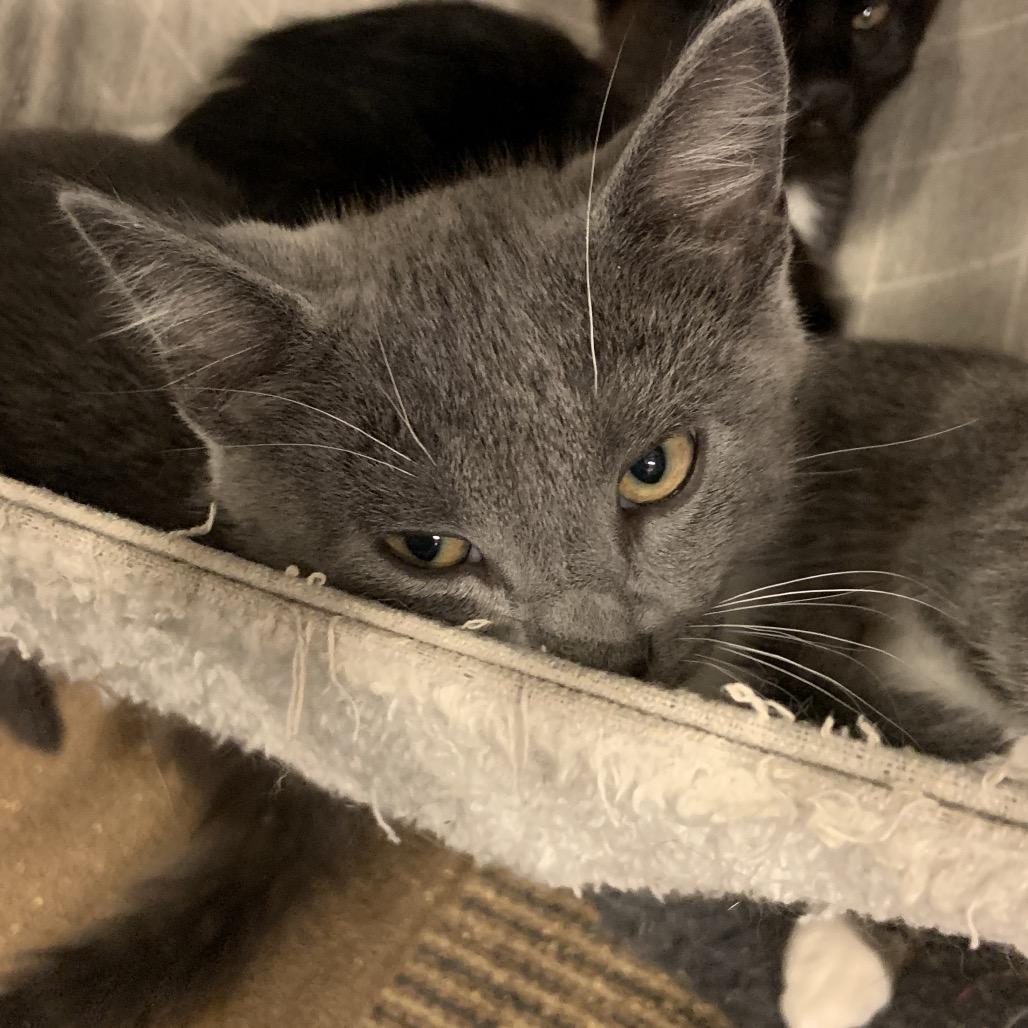 Jellyroll, Adoptable, Young Male Domestic Short Hair.