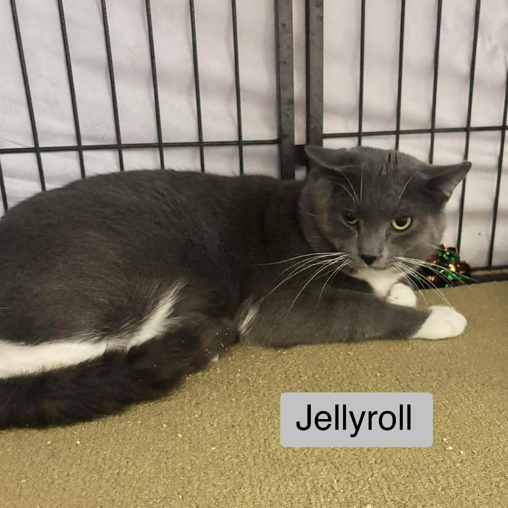Enlarge Jellyroll, a Adoptable Domestic Short Hair in Sand Springs, OK image 2/2