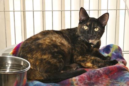 Maeve, Adoptable, Adult Female Domestic Short Hair & Domestic Short Hair.