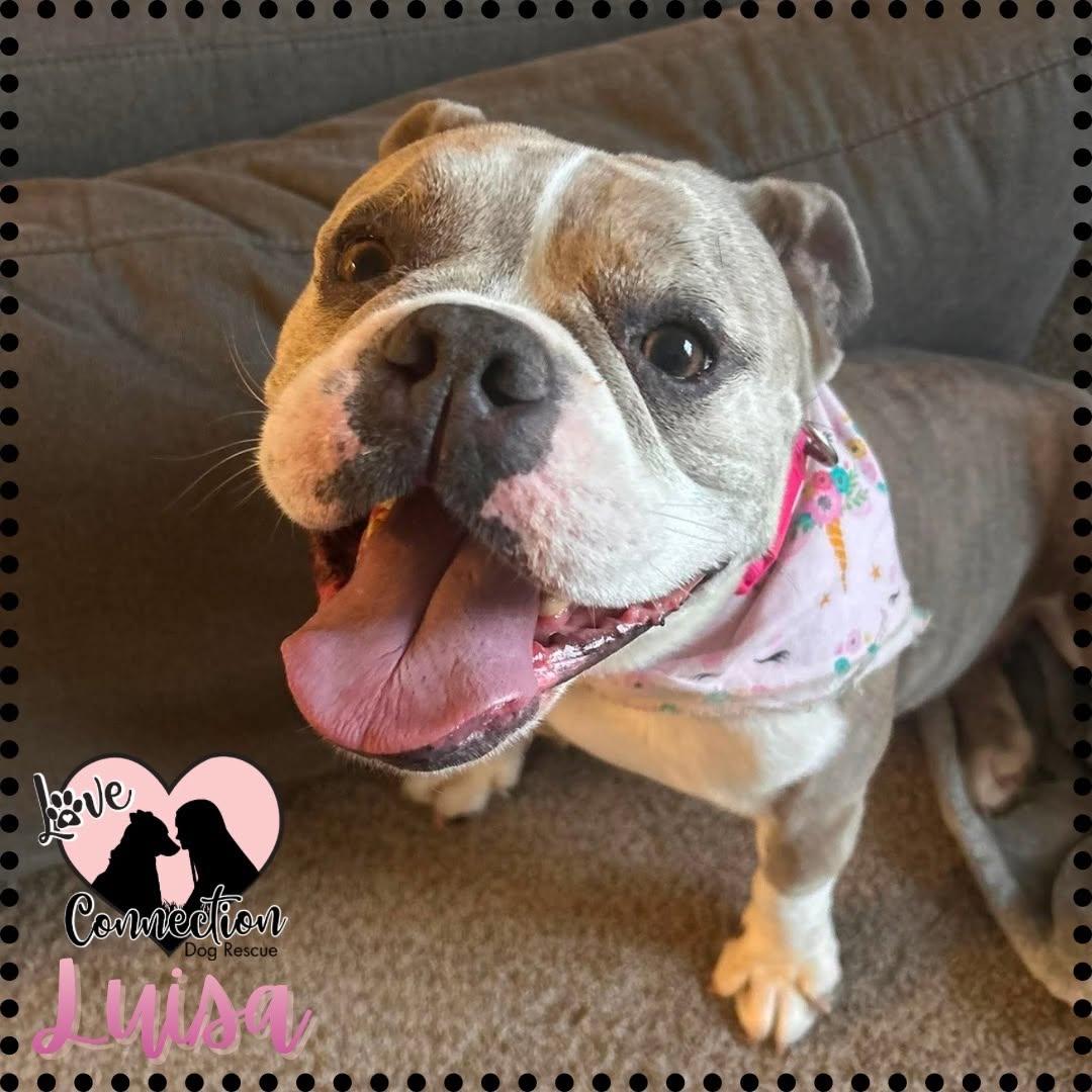 Luisa, adoptable, Adult Female English Bulldog.