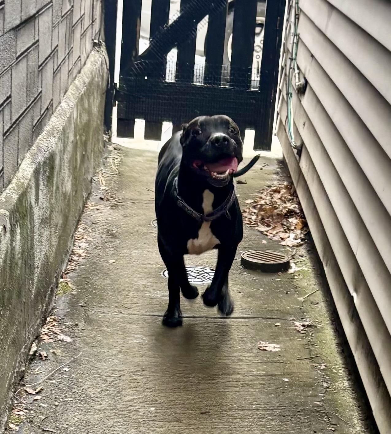 Jasper, a Adoptable Pit Bull Terrier in Pittsburgh, PA image 2/6