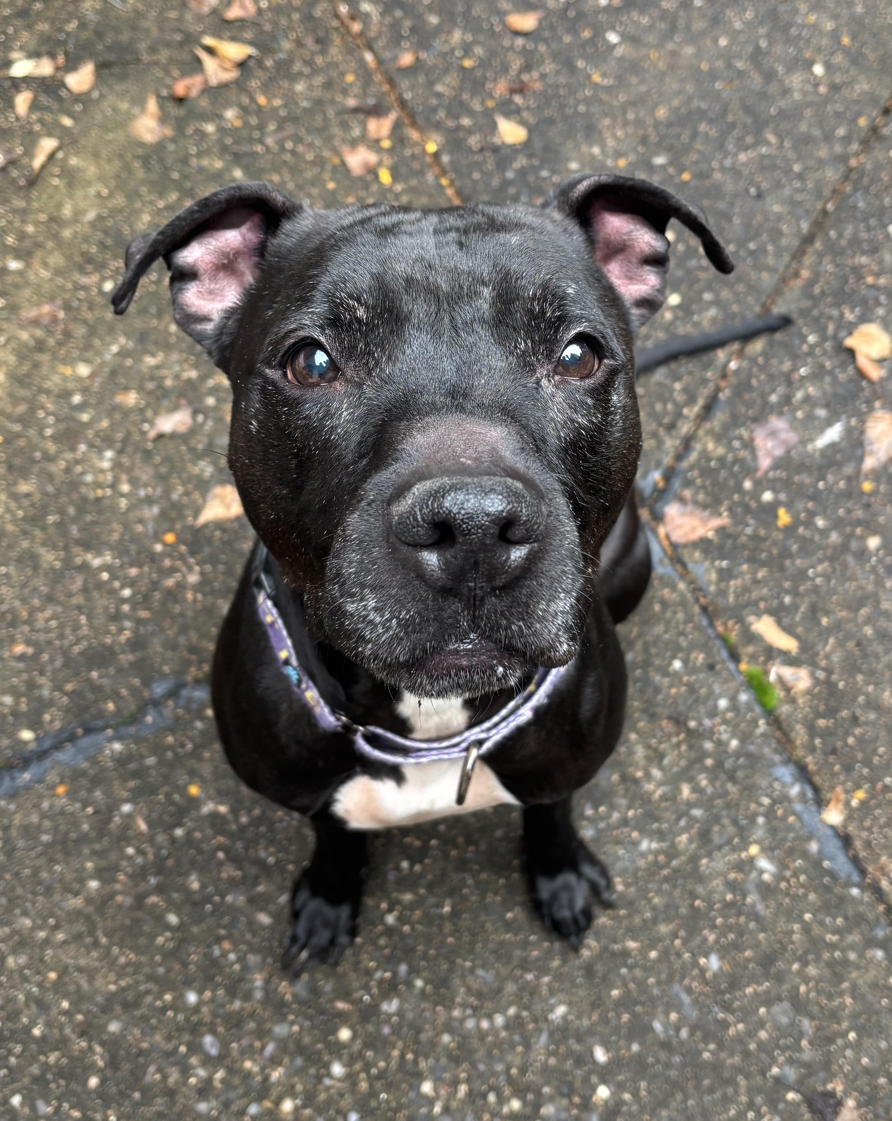 Jasper, a Adoptable Pit Bull Terrier in Pittsburgh, PA image 1/6