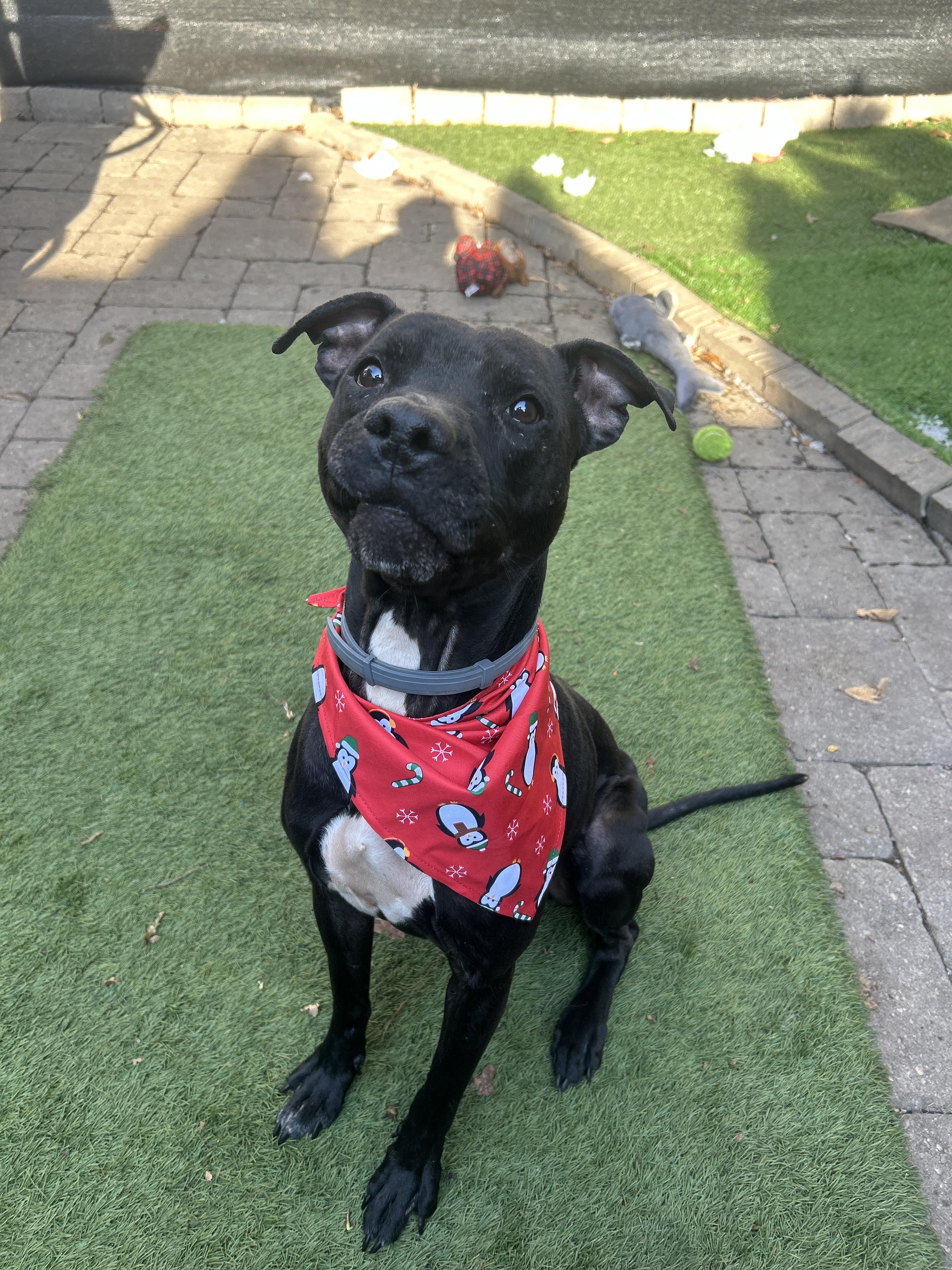 Jasper, Adoptable, Adult Male Pit Bull Terrier.