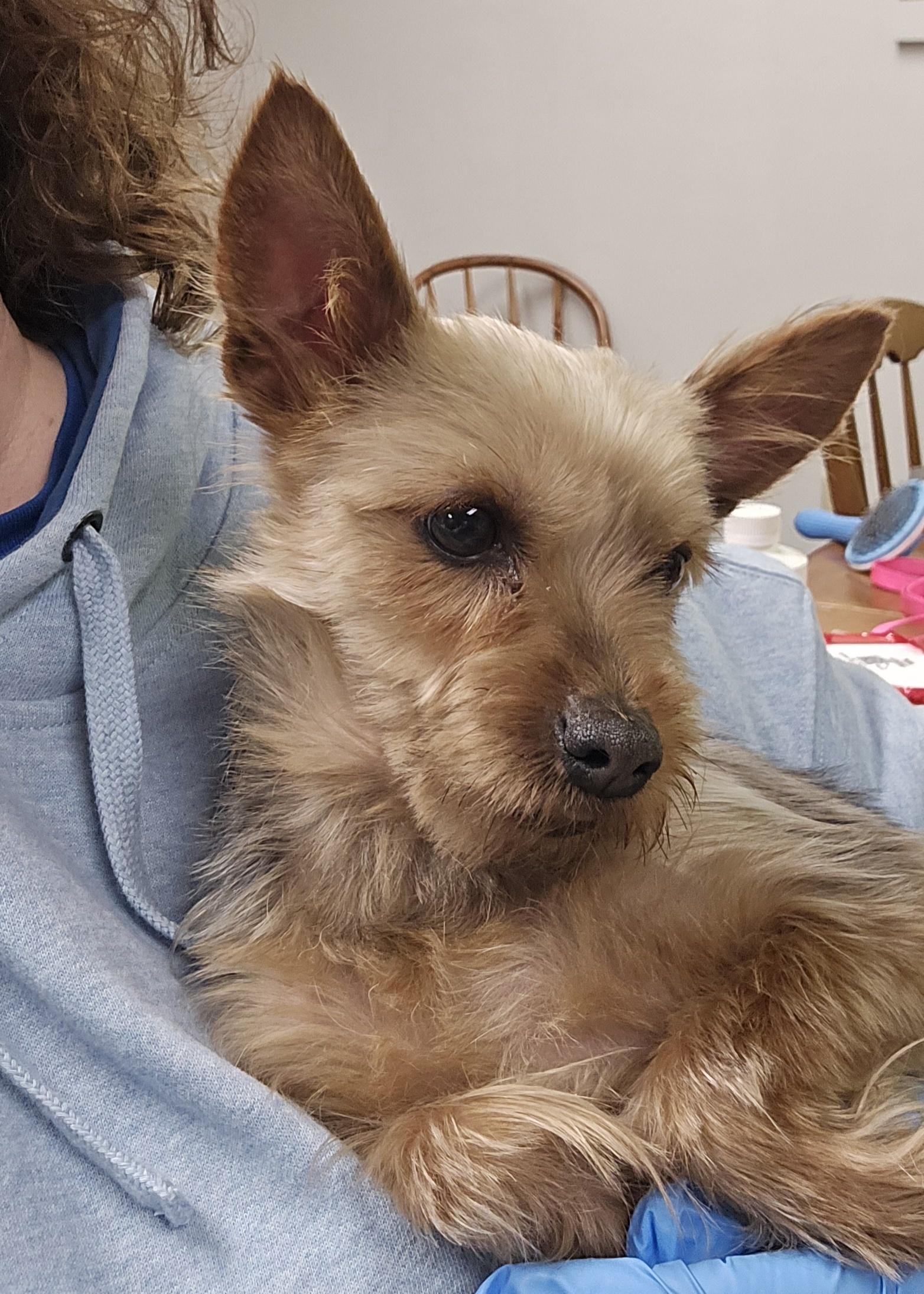 Enlarge Momma D, a ADOPTABLE Yorkshire Terrier in LaGrange, IN image 1/1