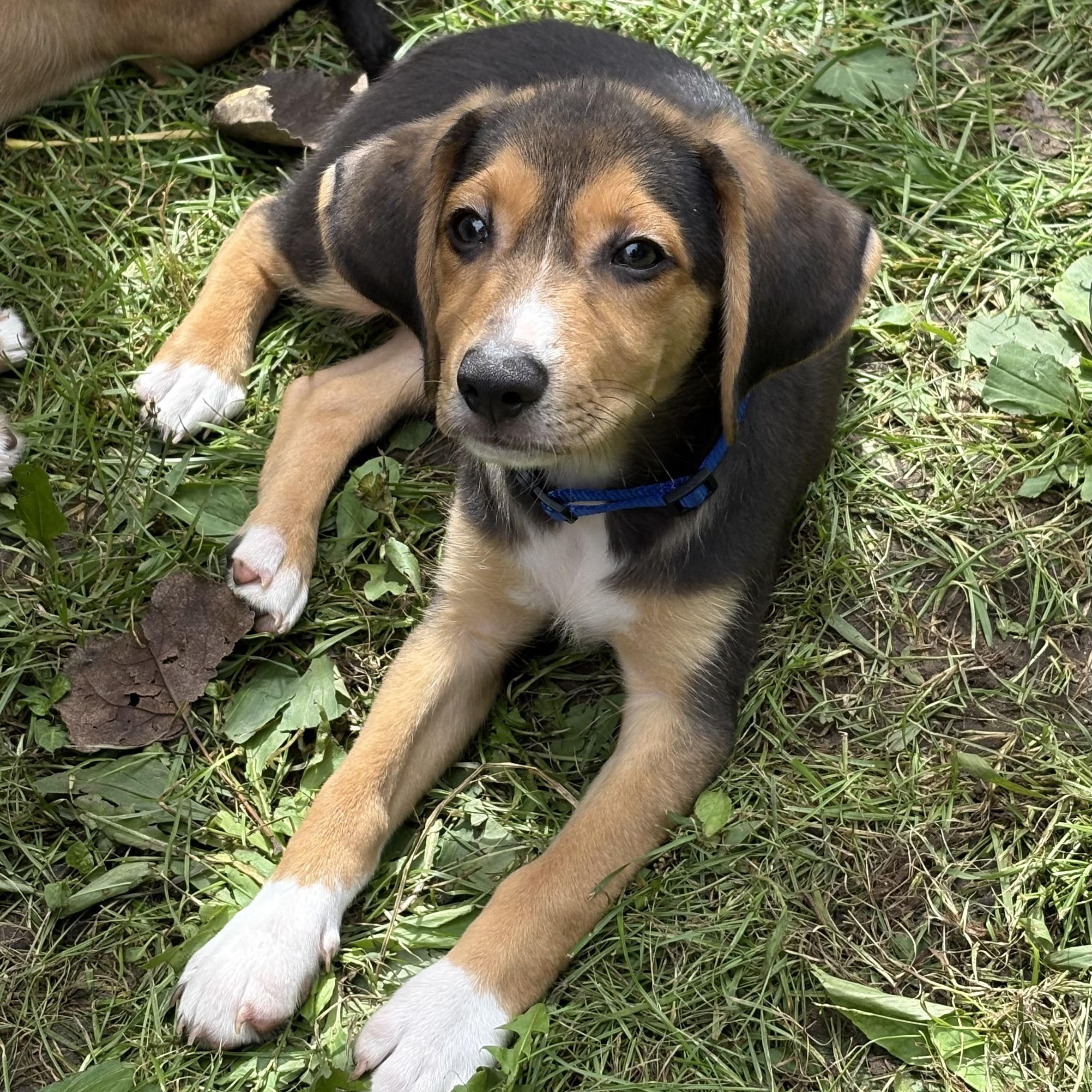 Enlarge Ash, a Adoptable mixed breed in Toledo, OH image 5/6