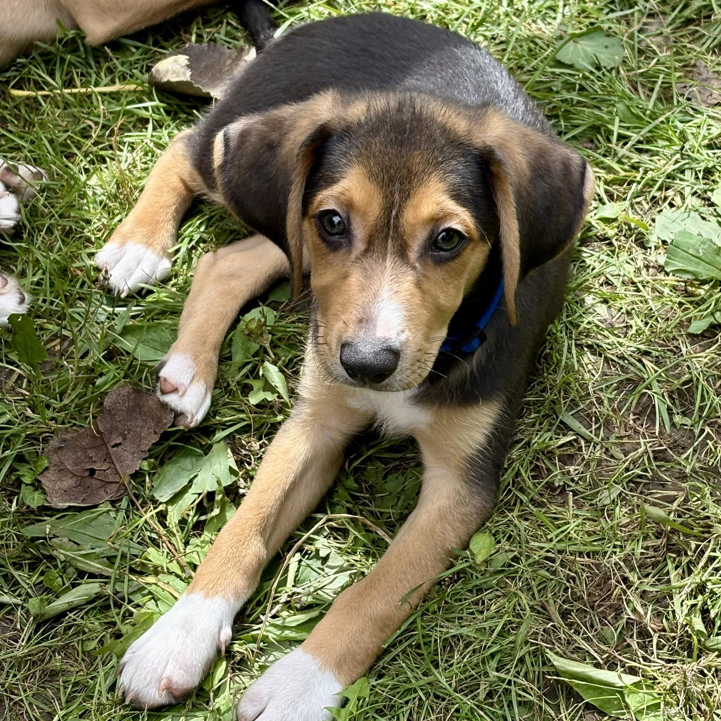 Enlarge Ash, a Adoptable mixed breed in Toledo, OH image 6/6