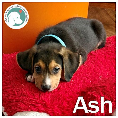 Enlarge Ash, a Adoptable mixed breed in Toledo, OH image 1/6