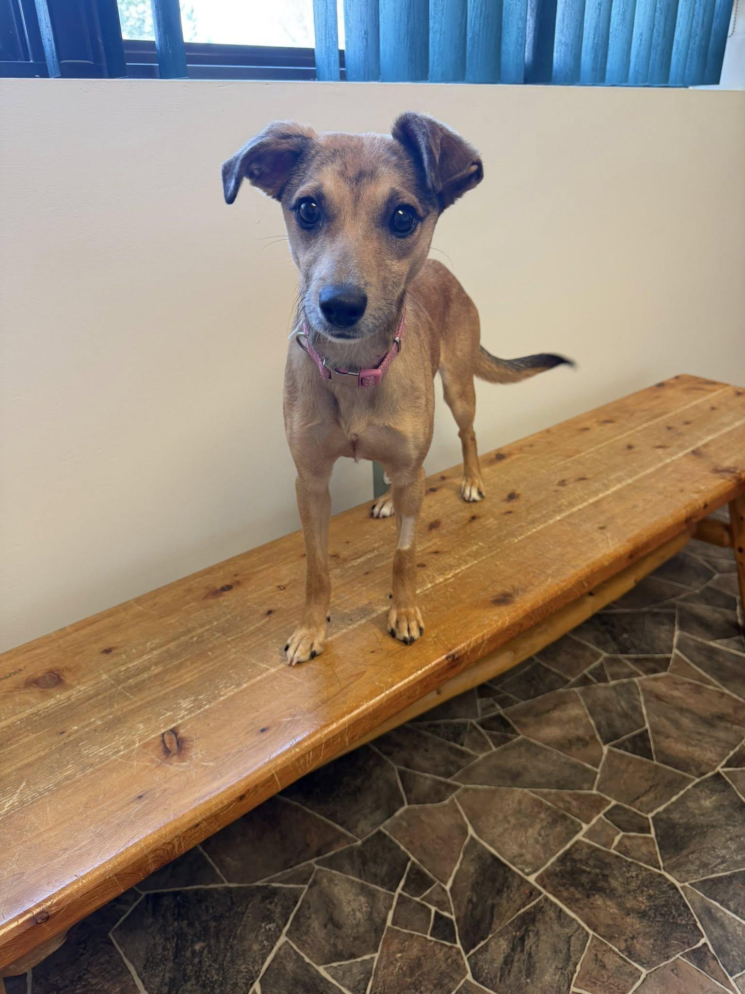 Enlarge Schist, a ADOPTABLE mixed breed in Sterling Heights, MI image 4/6