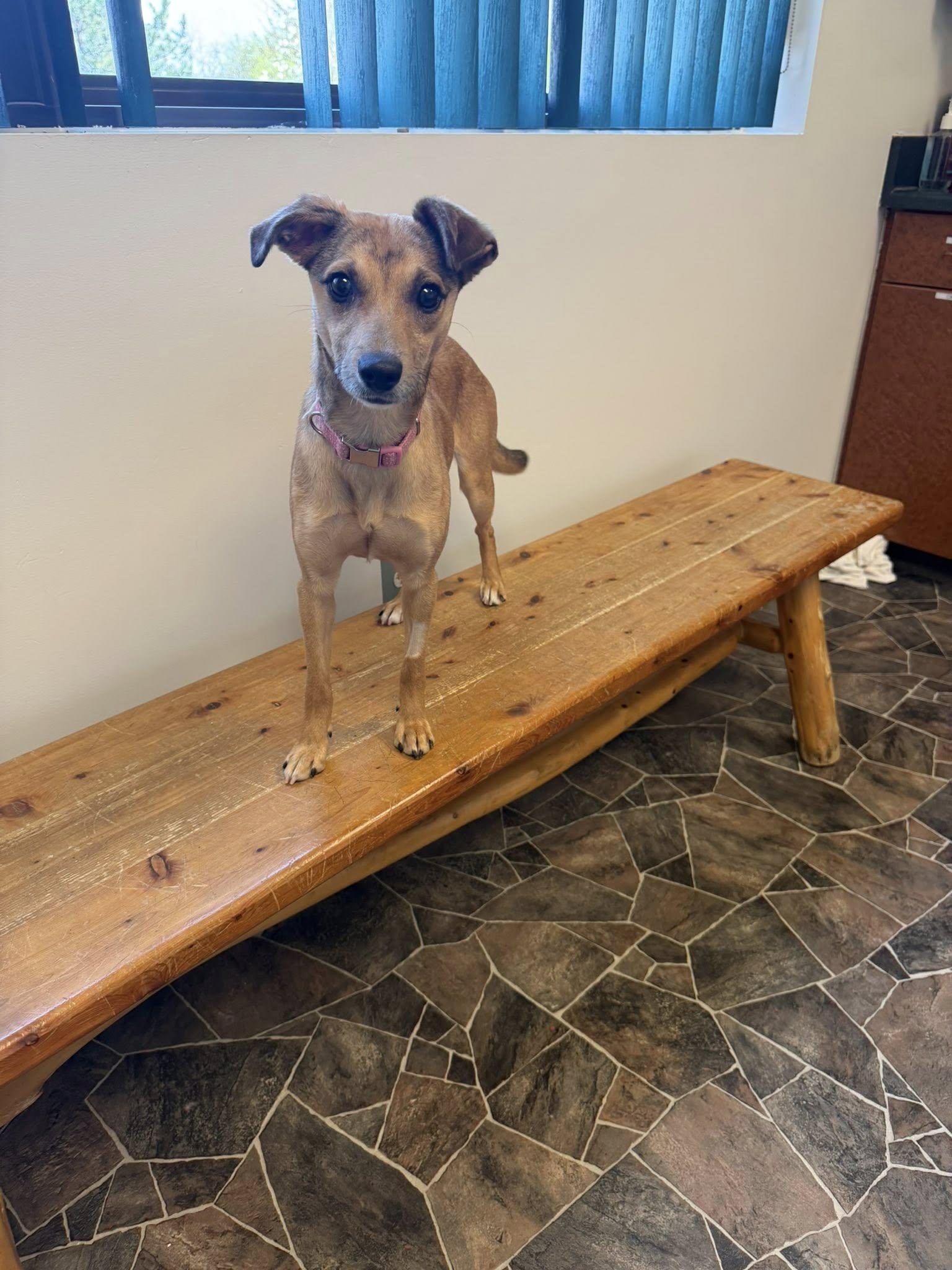 Enlarge Schist, a ADOPTABLE mixed breed in Sterling Heights, MI image 3/6