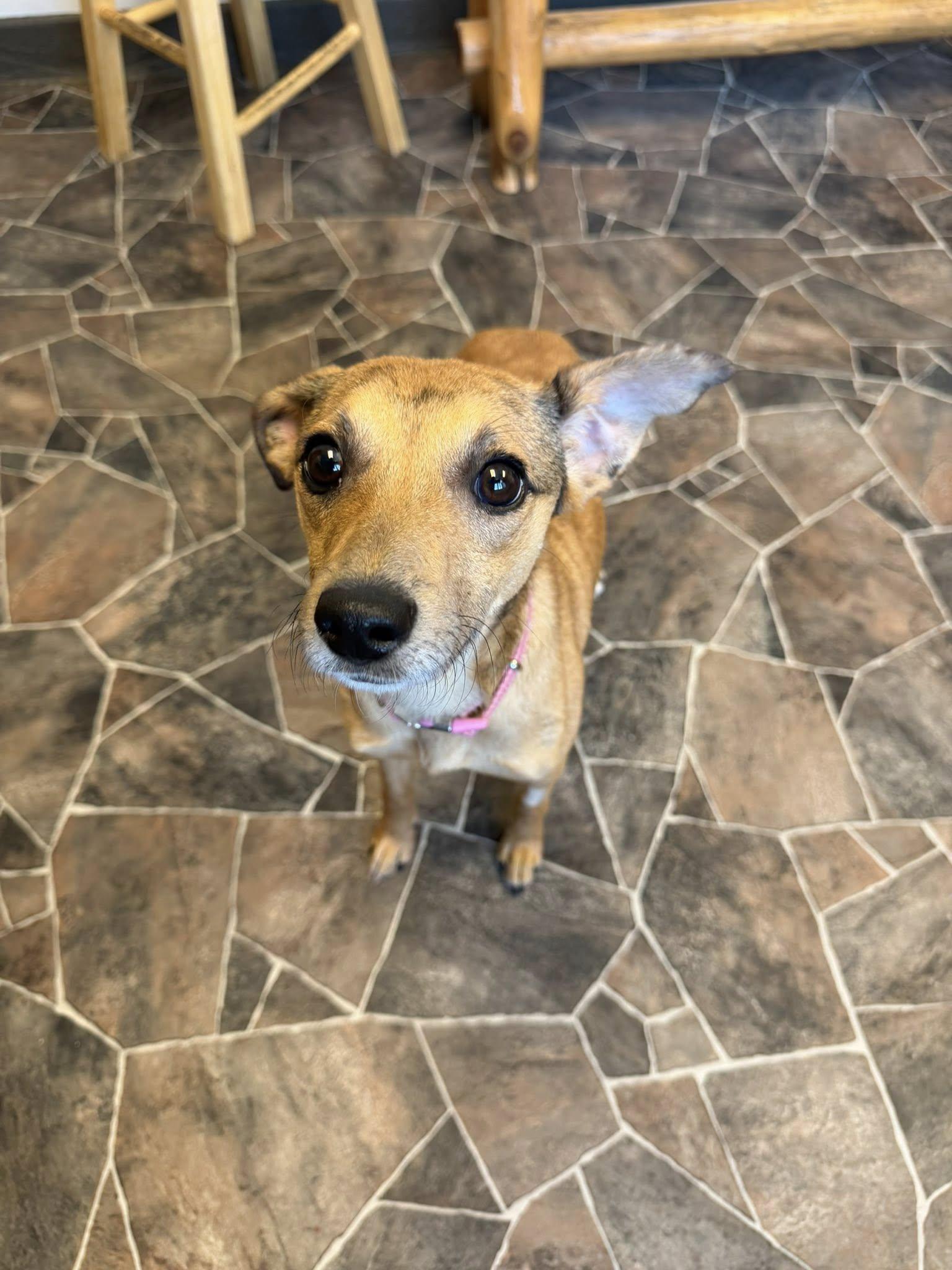 Enlarge Schist, a ADOPTABLE mixed breed in Sterling Heights, MI image 1/6