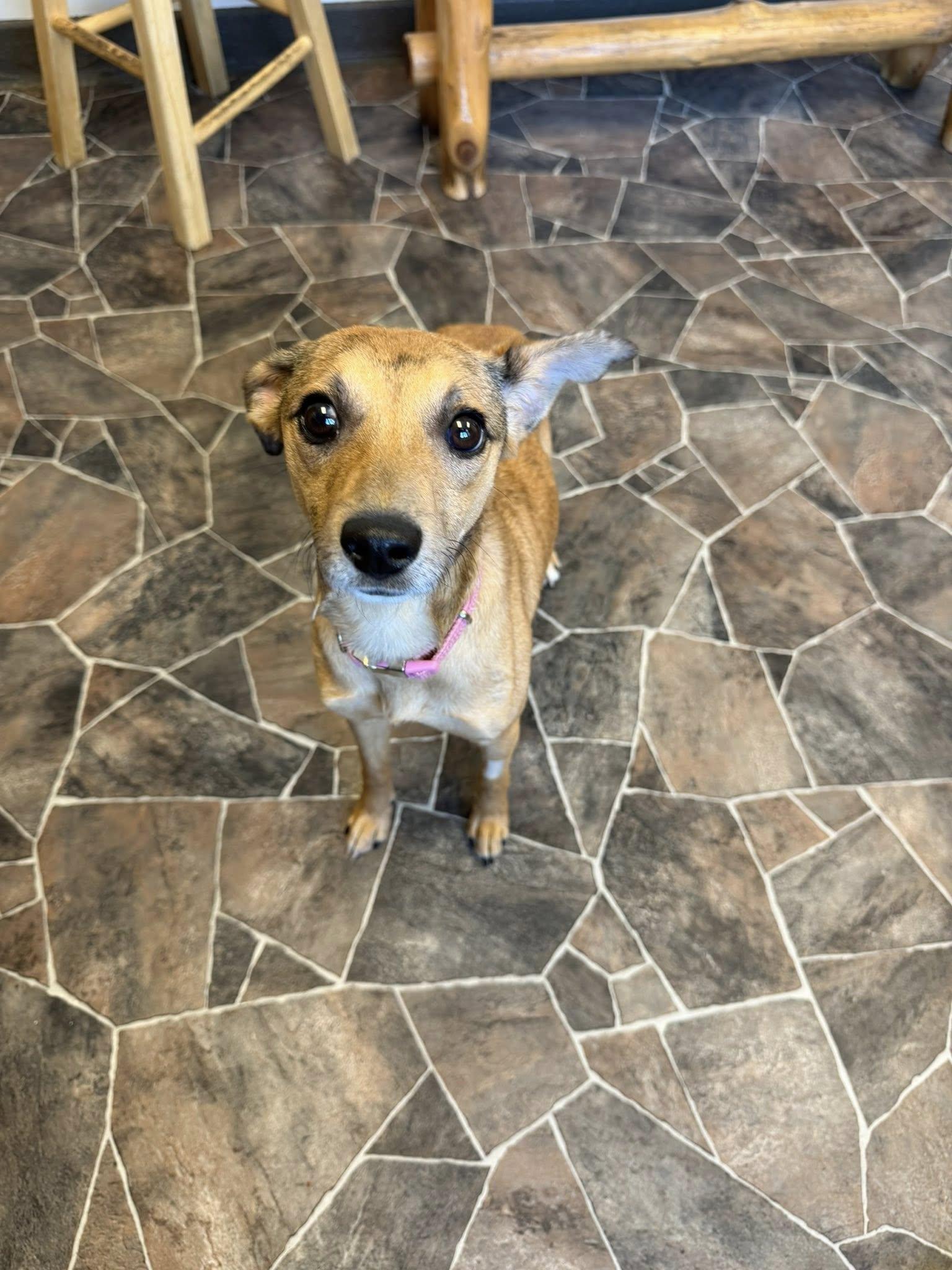 Enlarge Schist, a ADOPTABLE mixed breed in Sterling Heights, MI image 5/6